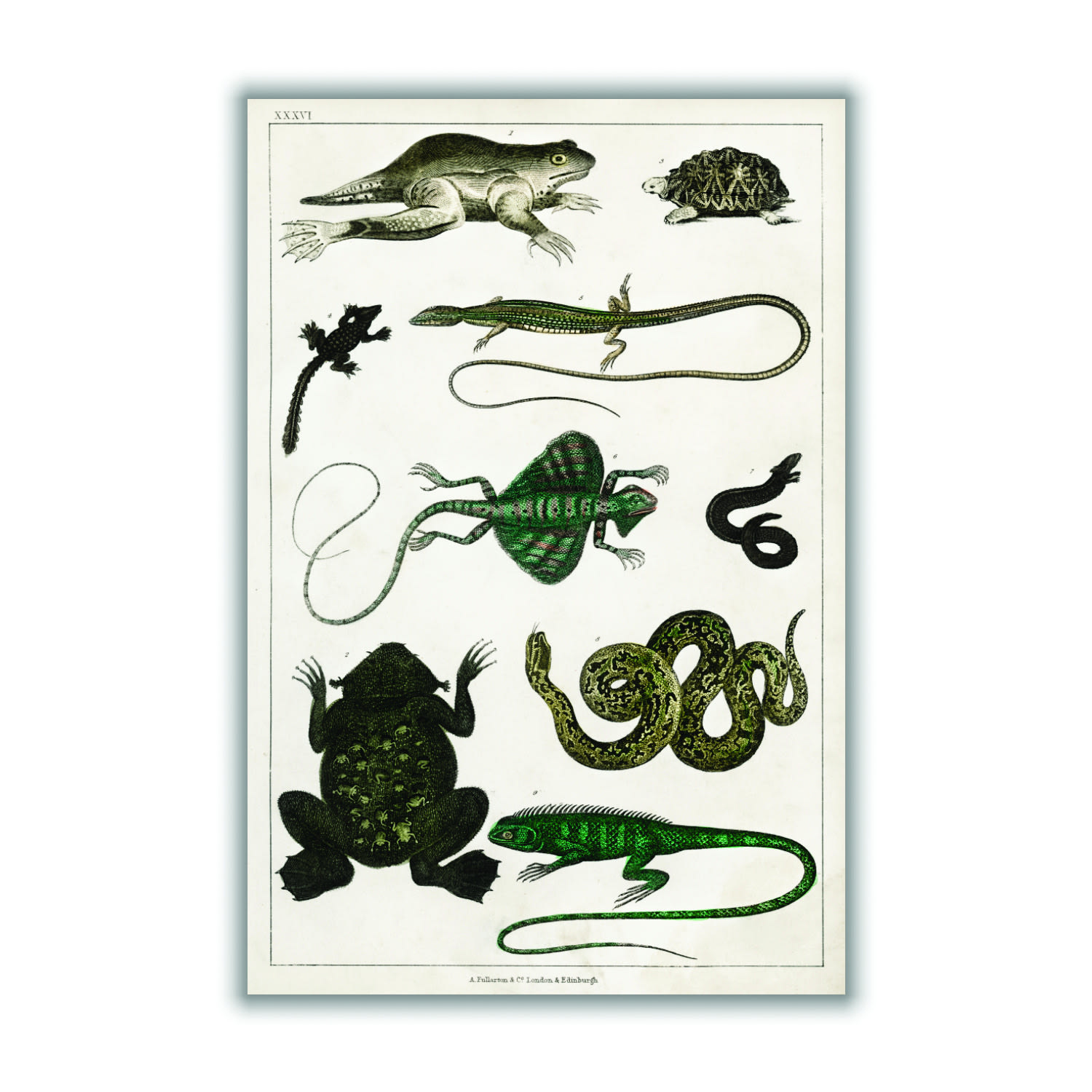 Green Reptiles A2 420 X 594Mm Stanley Print House