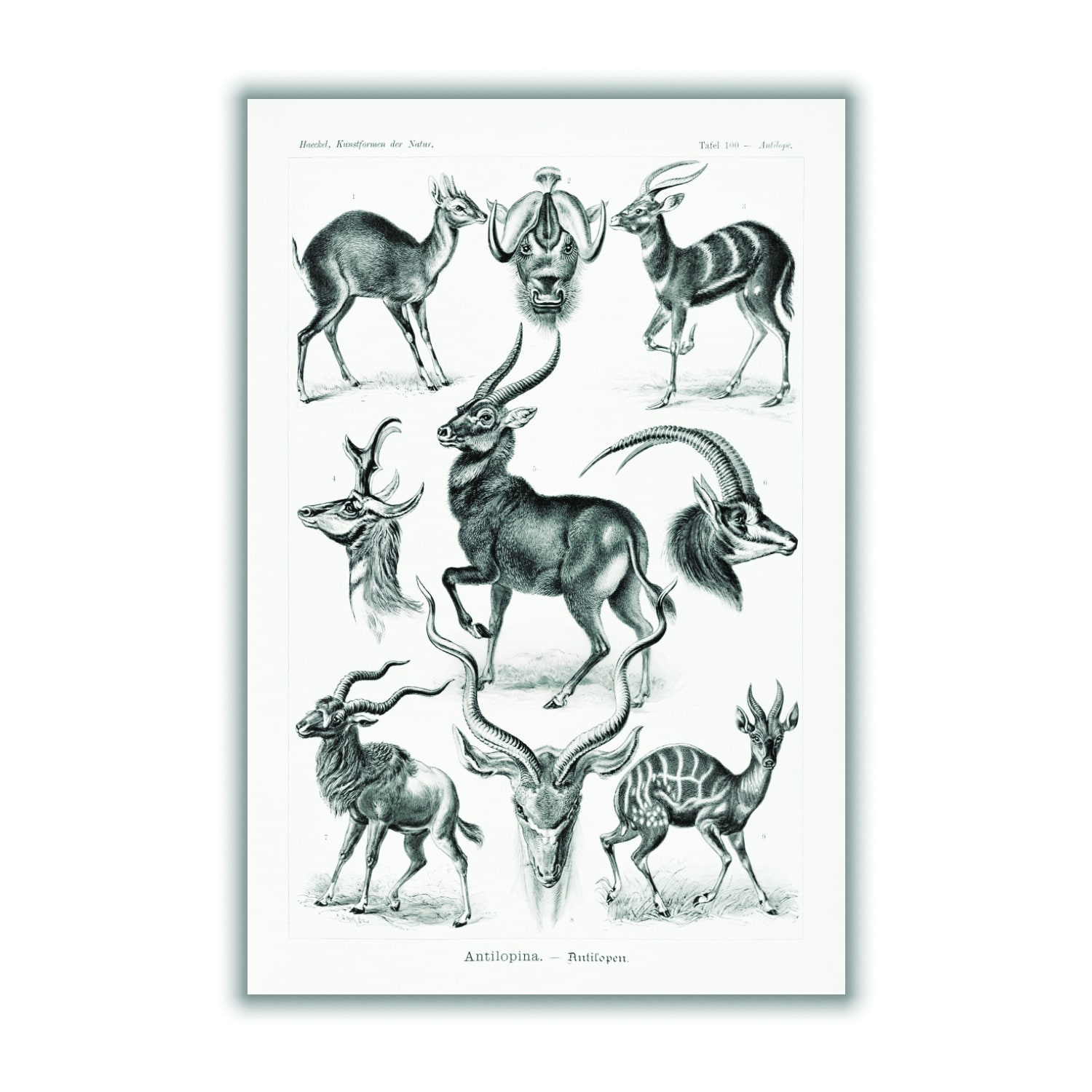 Black Antilopina-Antilopen By Ernst Haeckel Large Stanley Print House