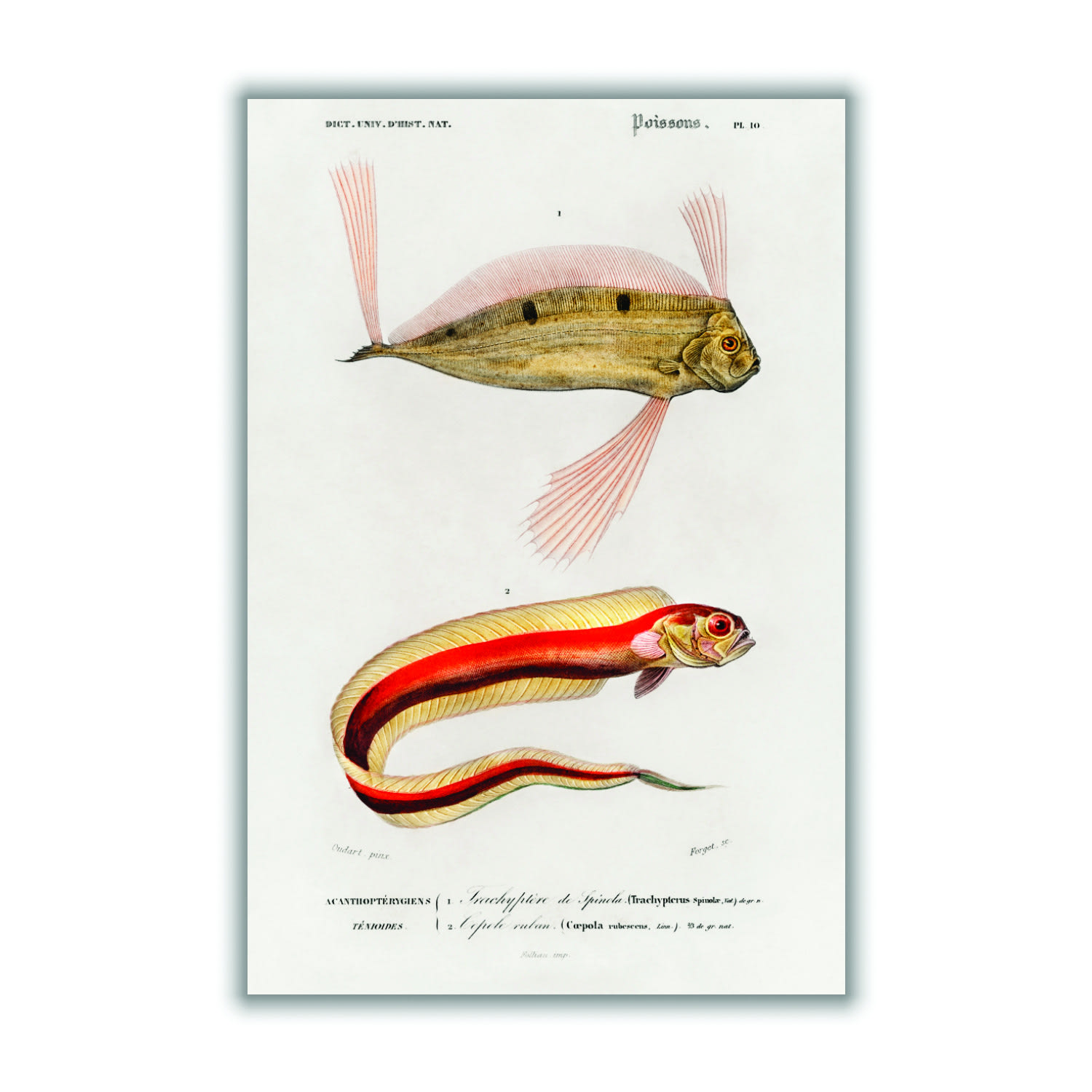 Yellow / Orange Natural History Different Types Of Fish 1 A4 210 X 297Mm Stanley Print House