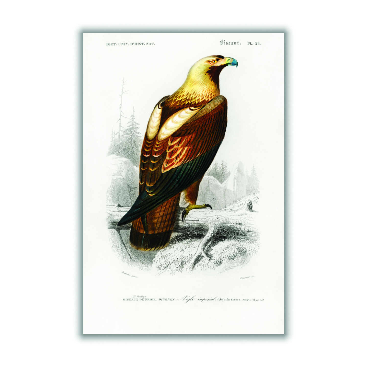 Brown Eastern Imperial Eagle Print A2 420 X 594Mm Stanley Print House