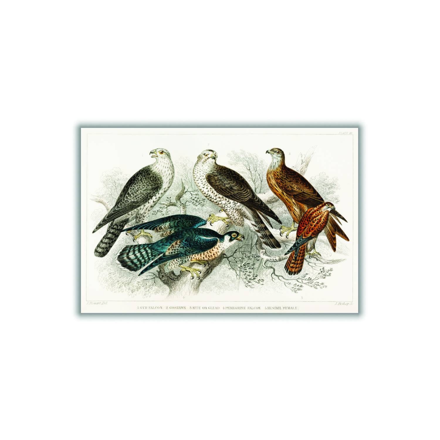 Various Birds Of Prey Medium Stanley Print House