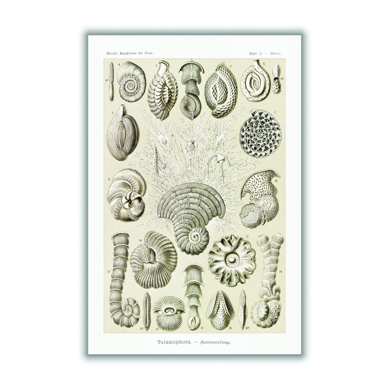 Neutrals Talamophora-Kammerlinge By Ernst Haeckel Large Stanley Print House