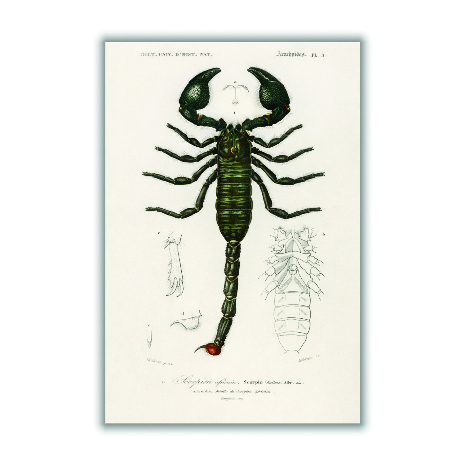 Black The Emperor Scorpion Large Stanley Print House