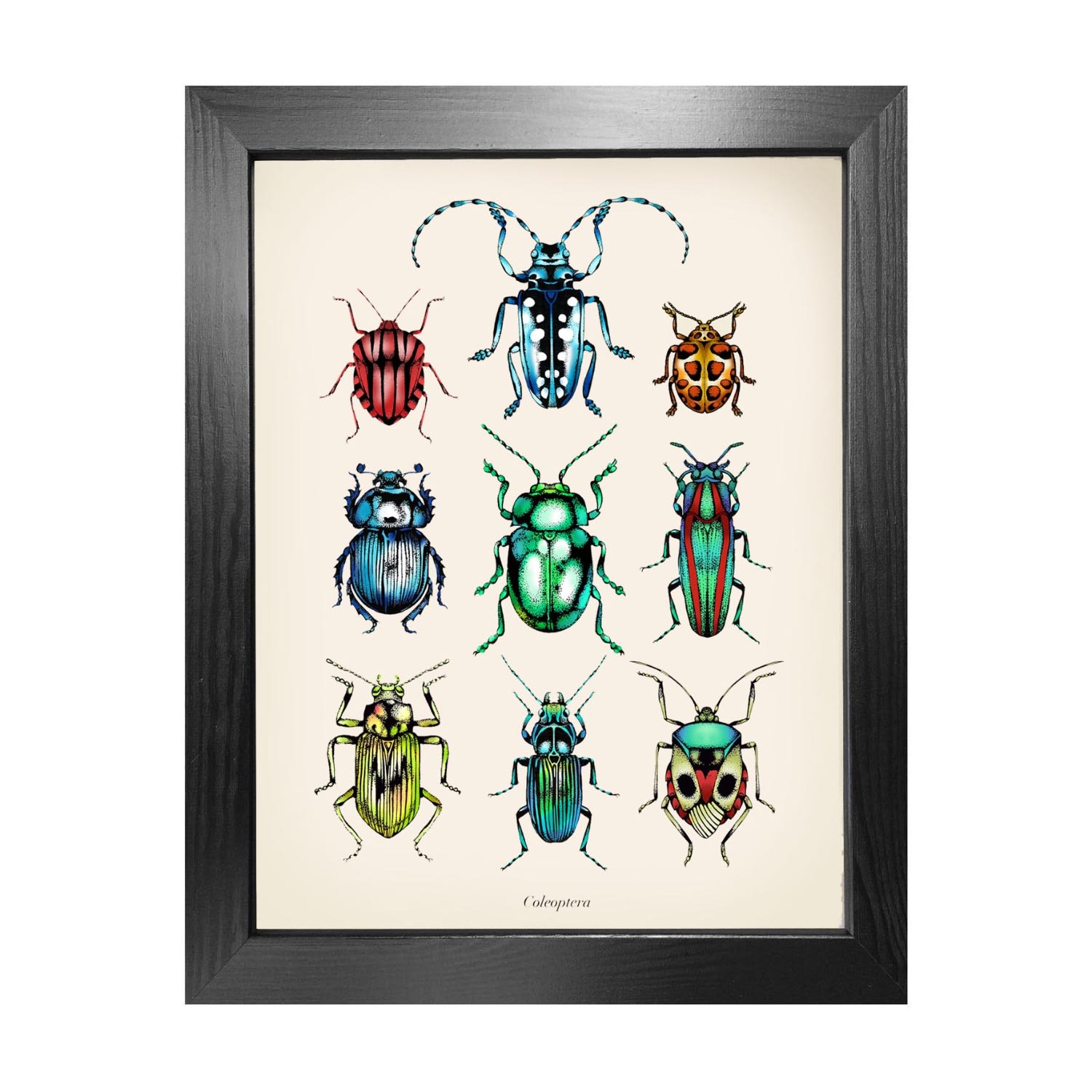’Antique Tropical Beetles’ Fine Art Print A4 Emily Carter