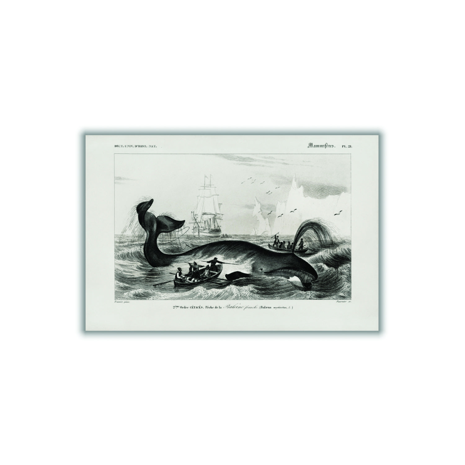 Black Bowhead Whale Small Stanley Print House