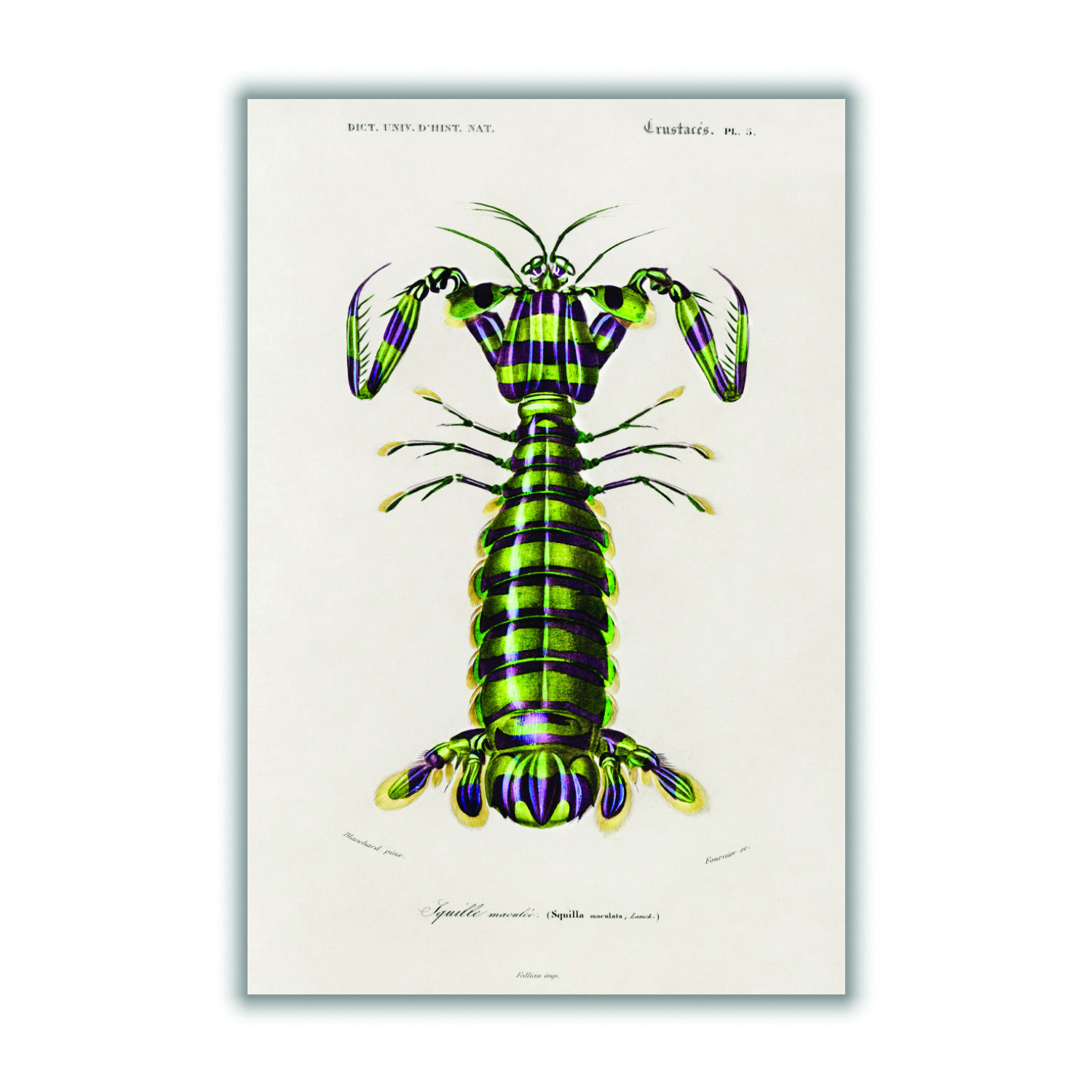 Green Giant Mantis Shrimp Print Extra Small Stanley Print House