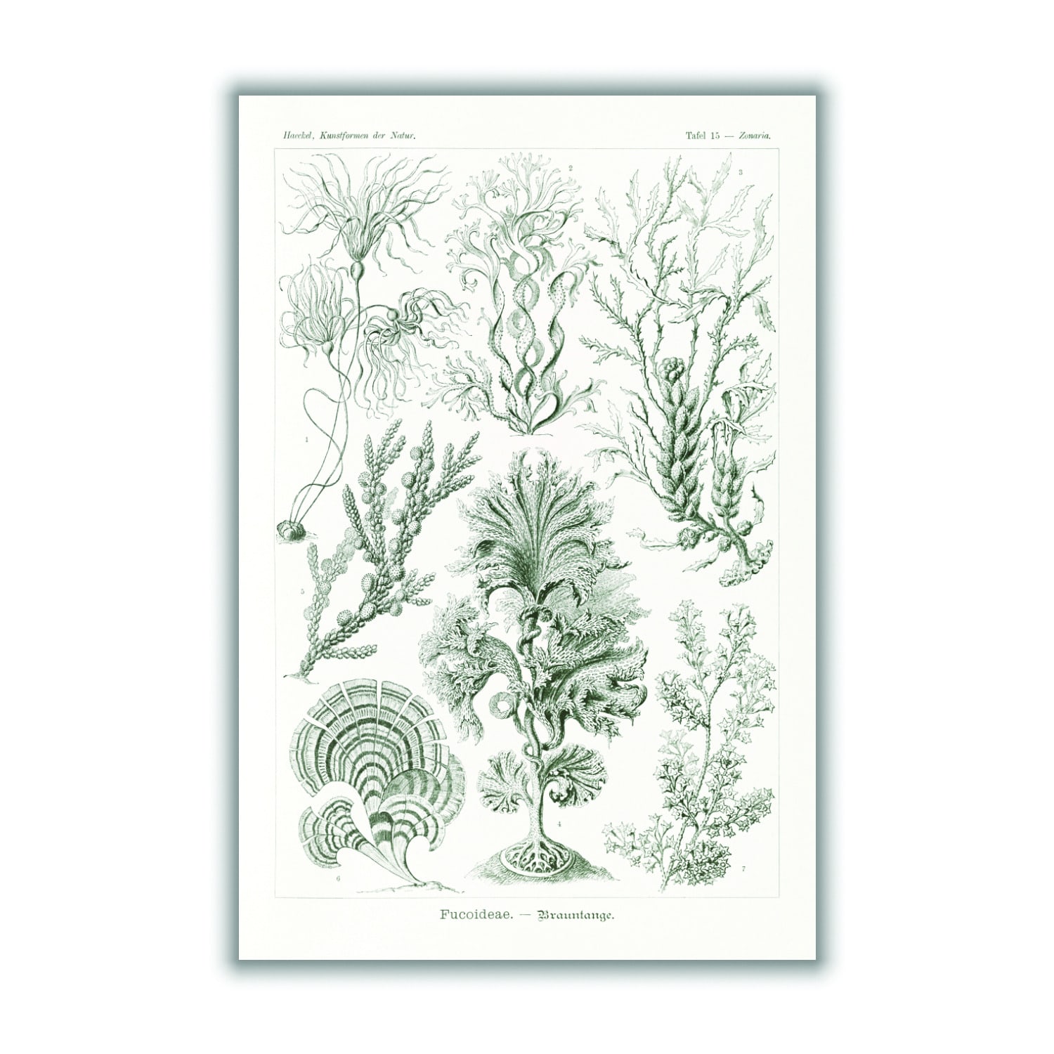 Grey Fucoideae-Brauntange By Ernst Haeckel Extra Large Stanley Print House