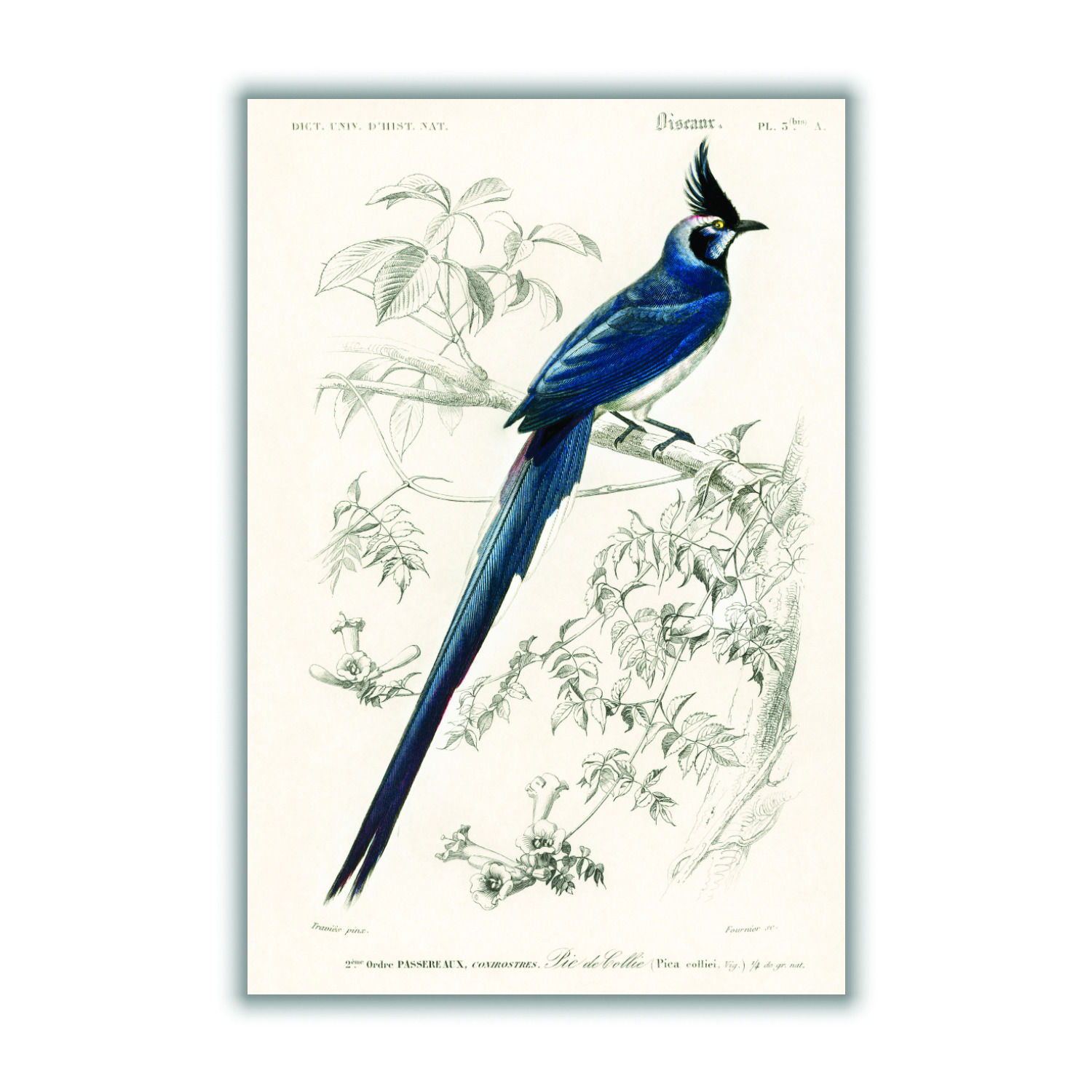 Blue Black-Throated Magpie-Jay A4 210 X 297Mm Stanley Print House