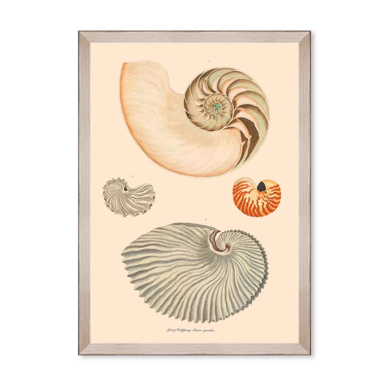 Mindthegap Neutrals Deliciae Naturale Seven Framed Art In Multi