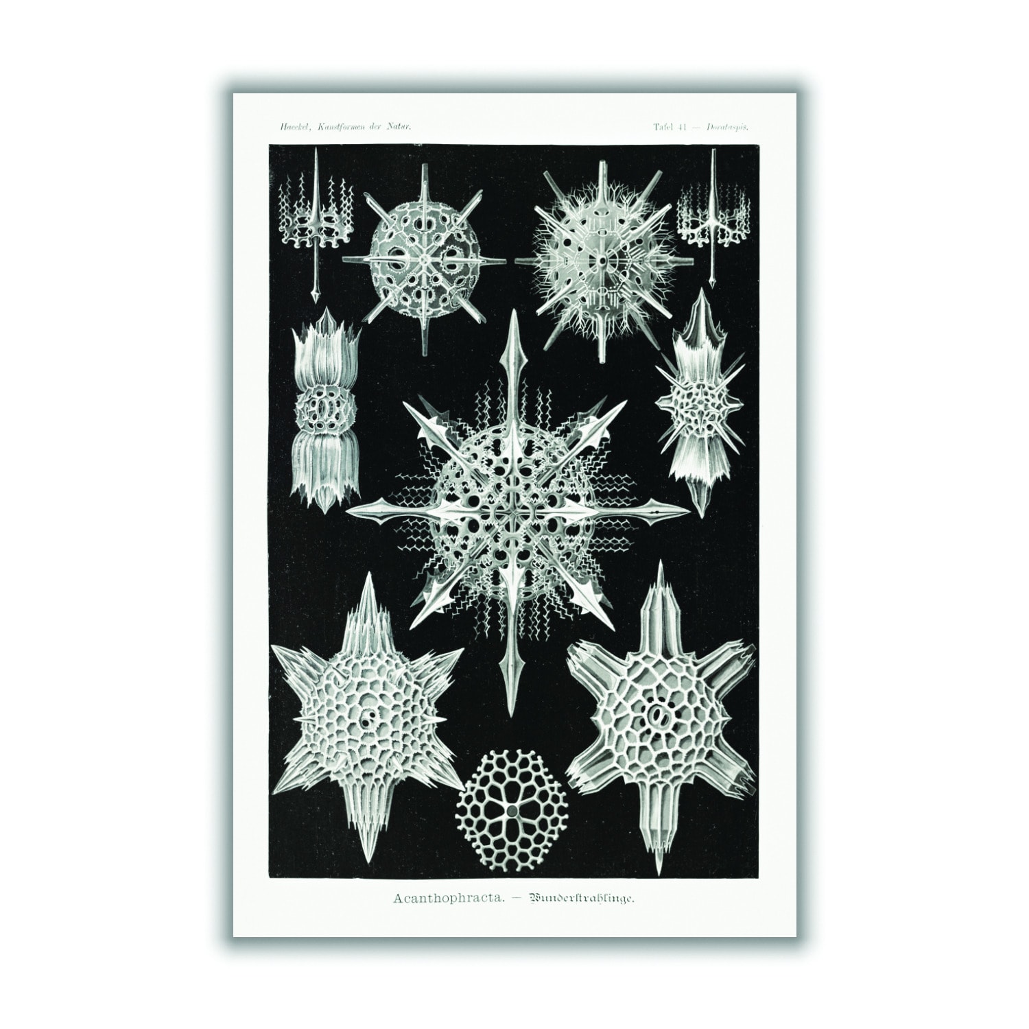 Grey Acanthophracta-Wunderstrahlinge By Ernst Haeckel Small Stanley Print House