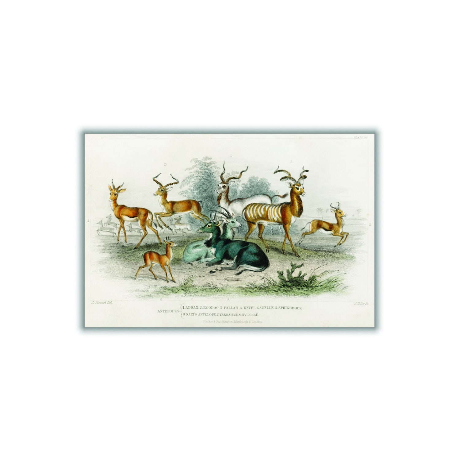 Antelopes By Oliver Goldsmith Multicolour Medium Stanley Print House