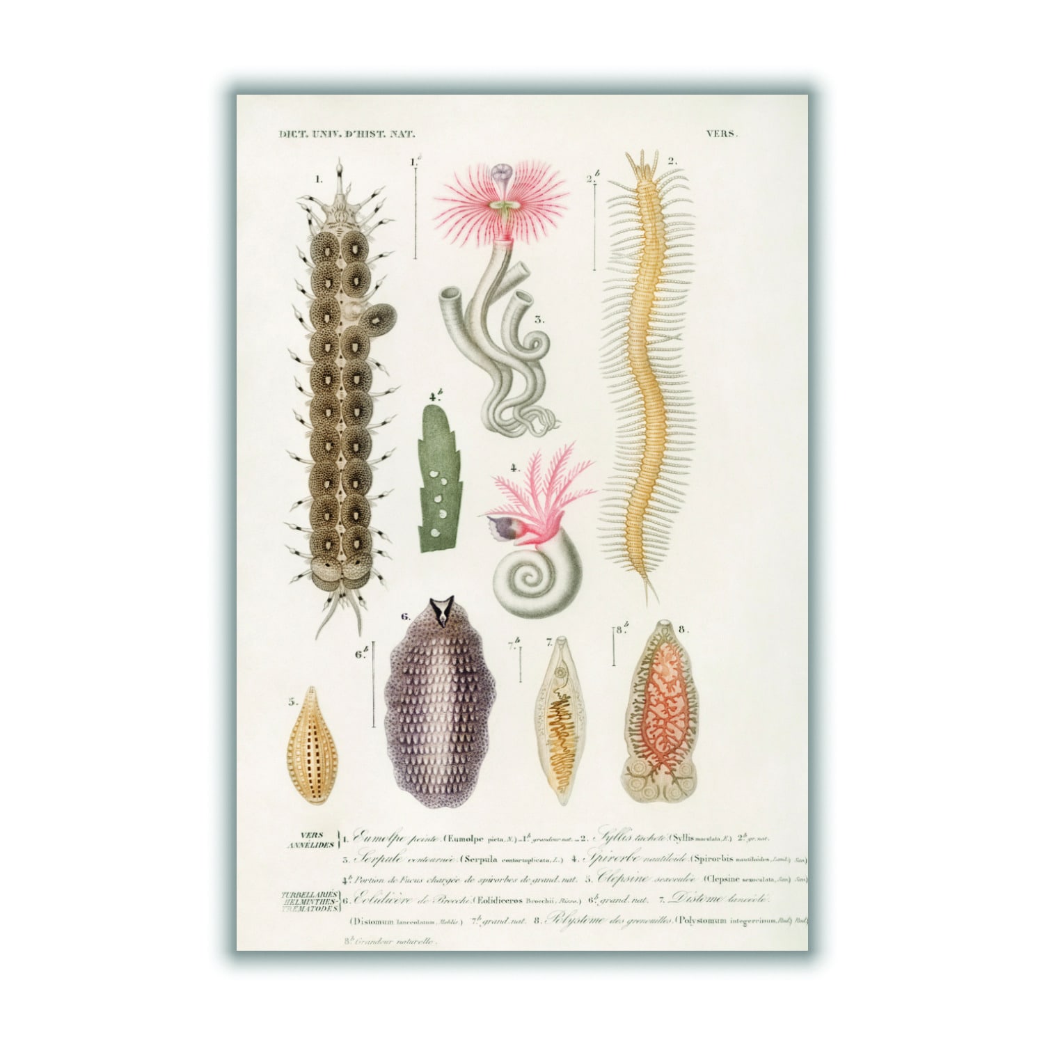 Yellow / Orange Natural History - Different Types Of Marine Life 1 Small Stanley Print House