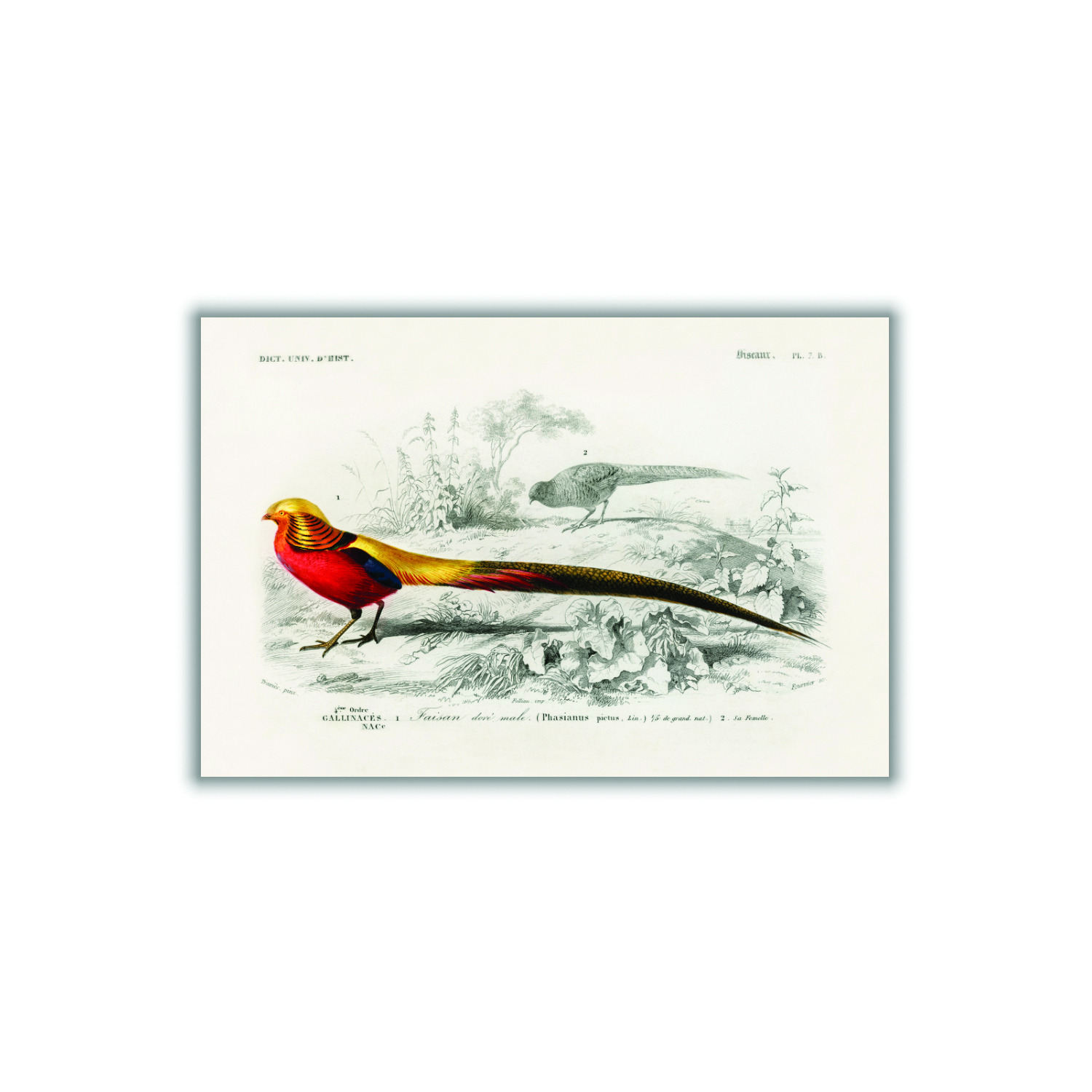 Yellow / Orange Male Golden Pheasant A4 210 X 297Mm Stanley Print House