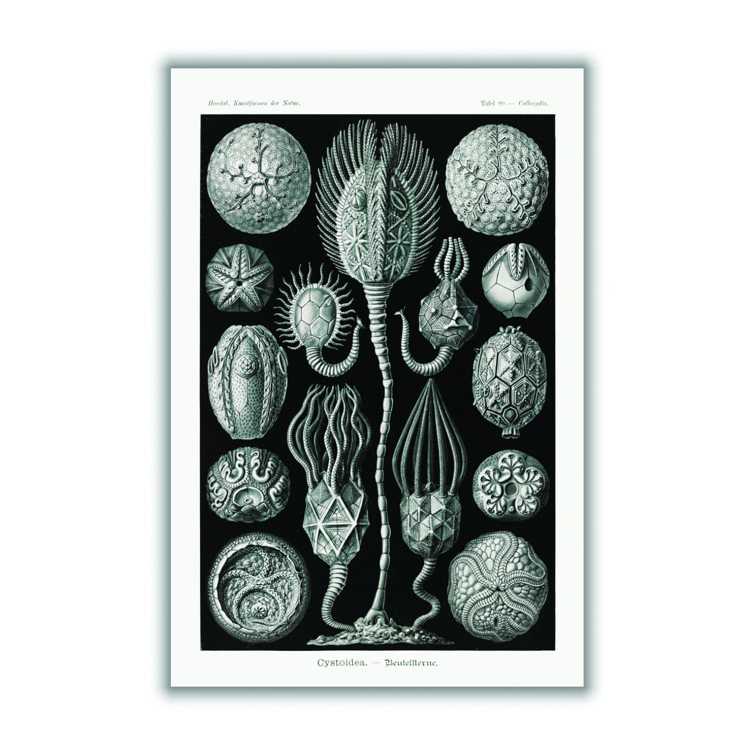 Grey Cystoidea-Beutelsterne By Ernst Haeckel Extra Large Stanley Print House