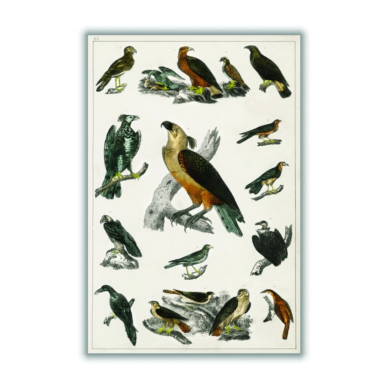 Brown Collection Of Birds Vi Print A1 594 X 841Mm Stanley Print House