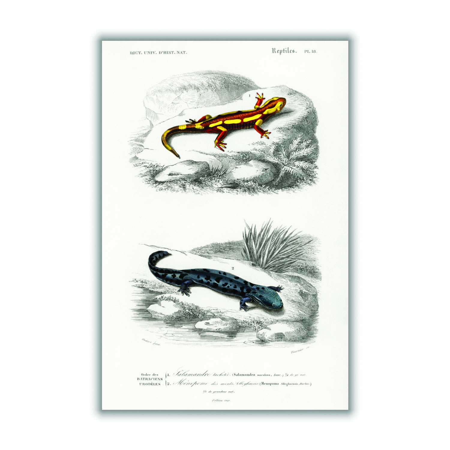 Natural History - Different Types Of Salamanders Large Stanley Print House