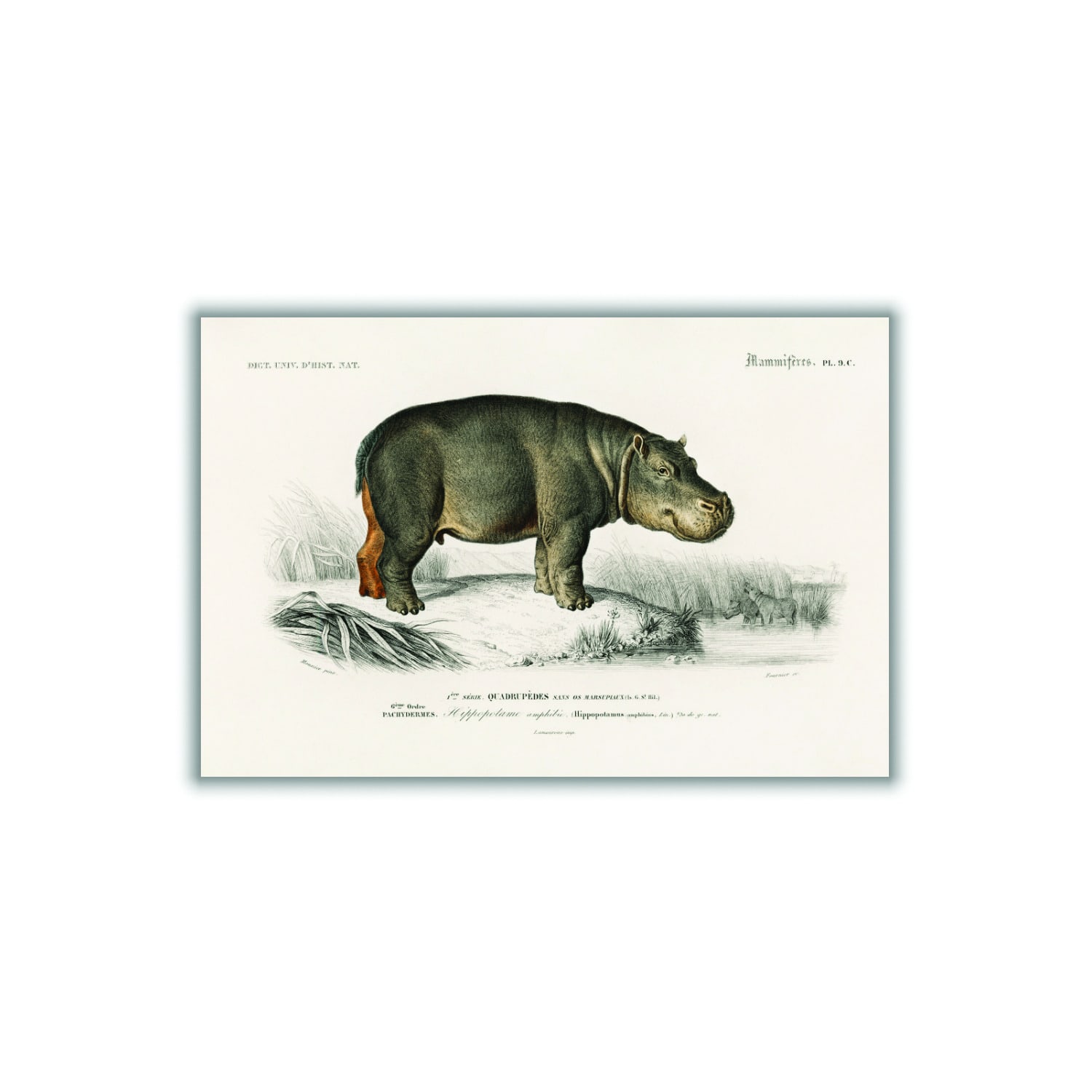 Grey Hippopotamus Extra Large Stanley Print House