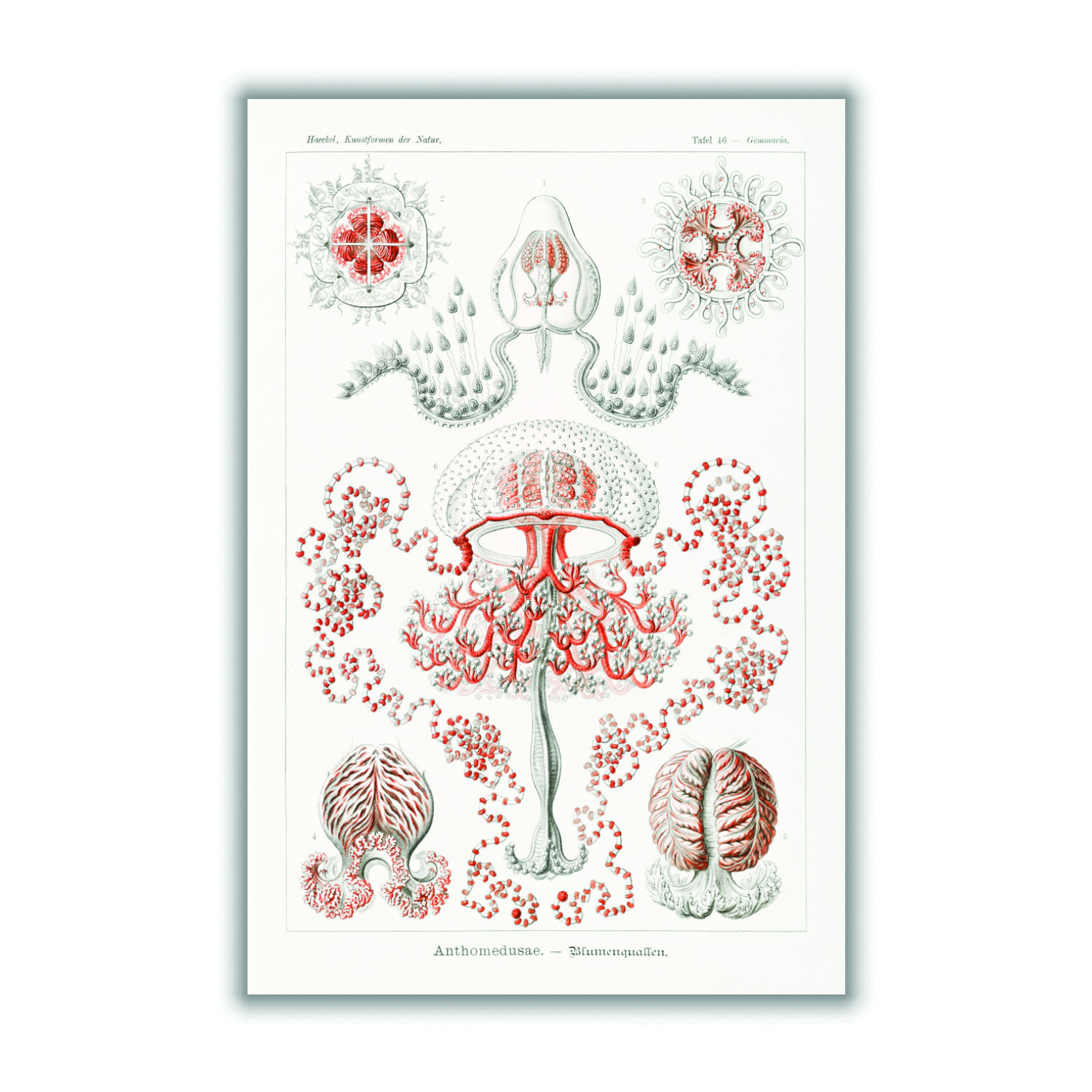 Rose Gold Anthomedusae-Blumenquallen By Ernst Haeckel A3 297 X 420Mm Stanley Print House