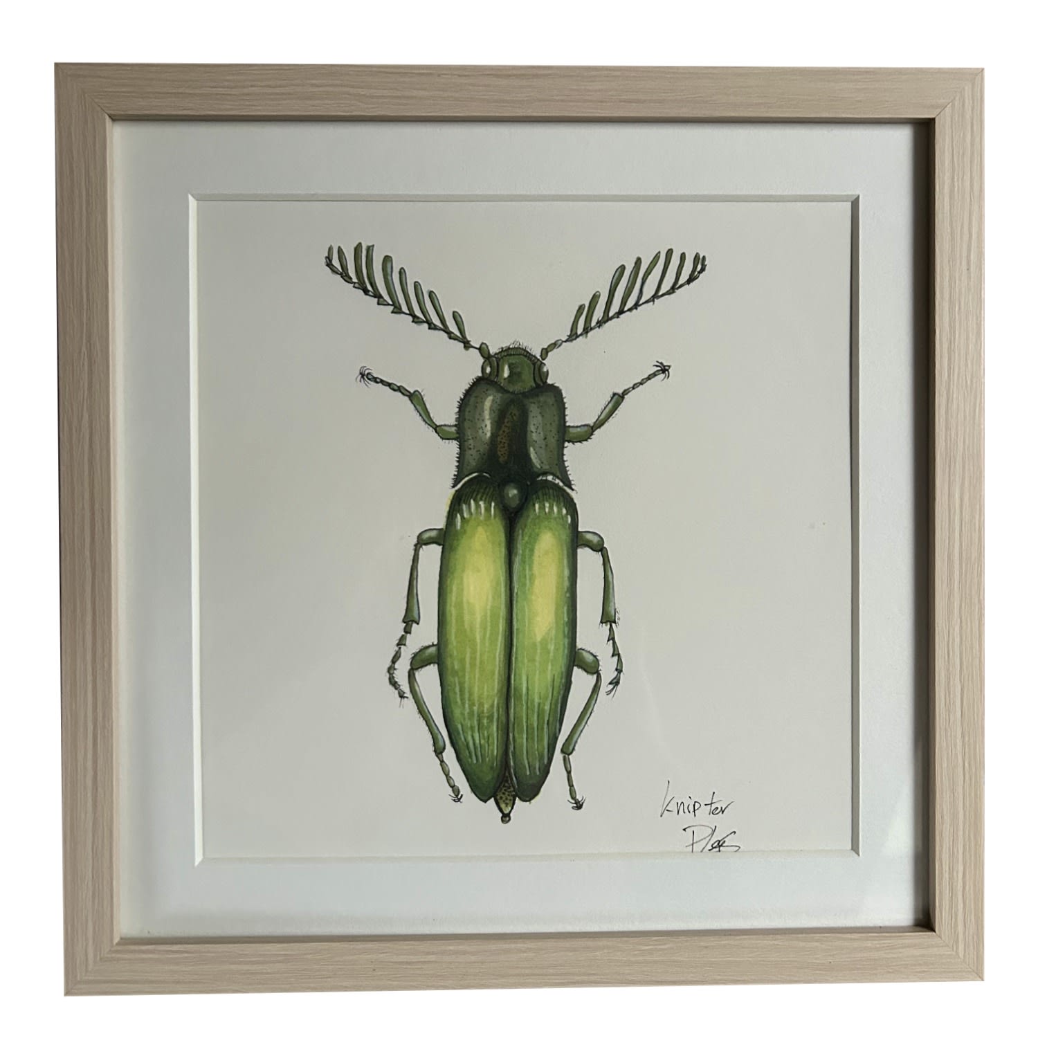 Green Painting Click Beetle Catchii