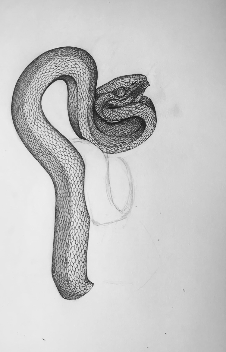 Snake Illustration With Emily Carter | Wolf & Badger