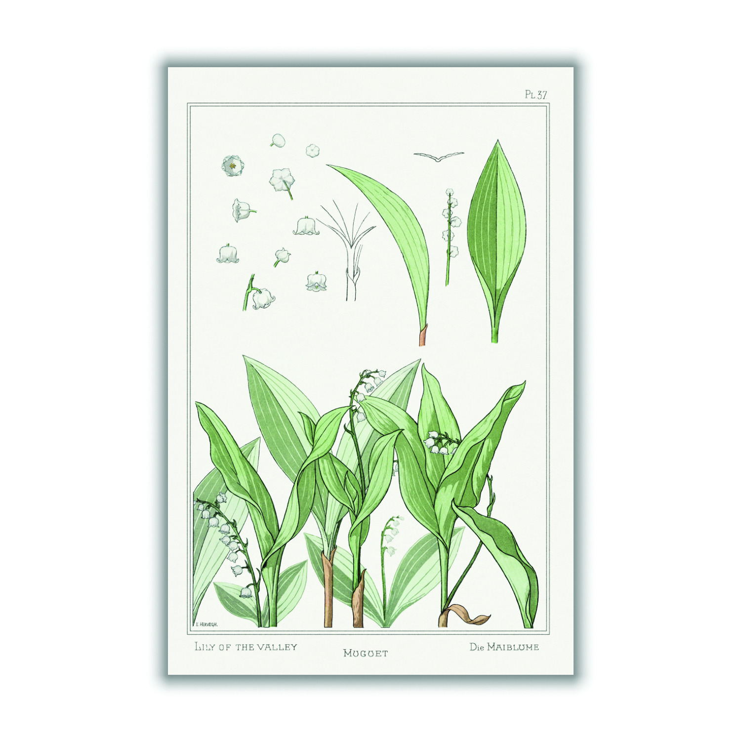 Green Muguet Lily Of The Valley Iii By Maurice Pillard Verneuil A3 297 X 420Mm Stanley Print House