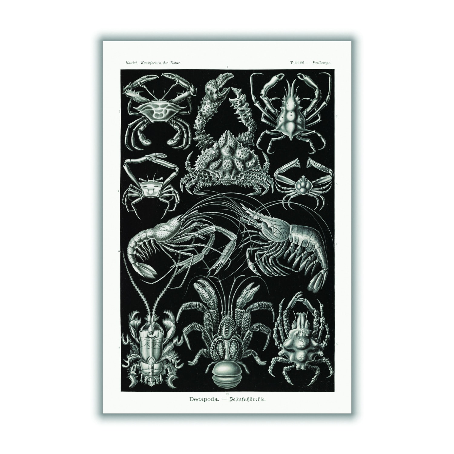 Black Decapoda-Behnfukkreble By Ernst Haeckel Extra Small Stanley Print House