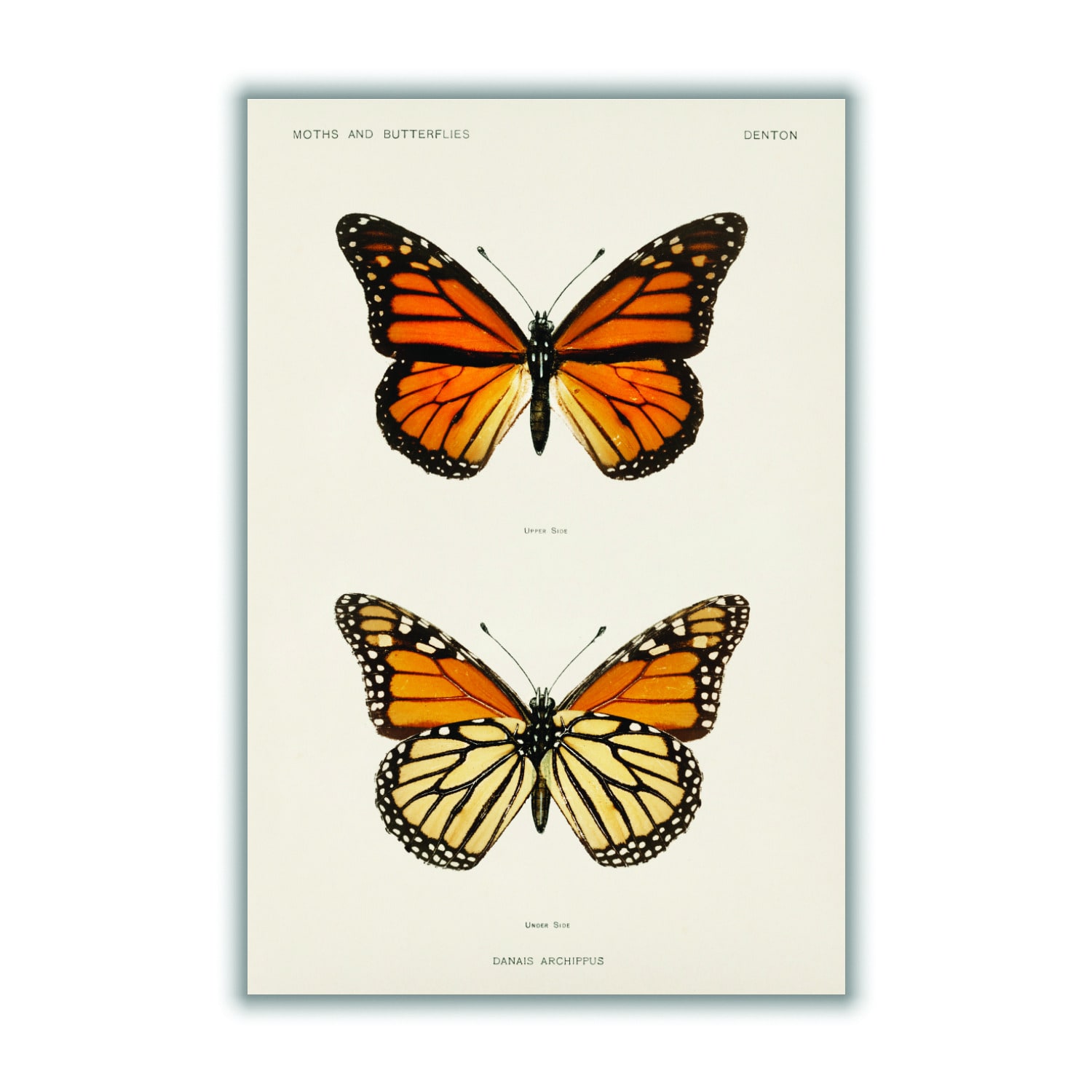 Monarch Butterfly Vintage Small Stanley Print House