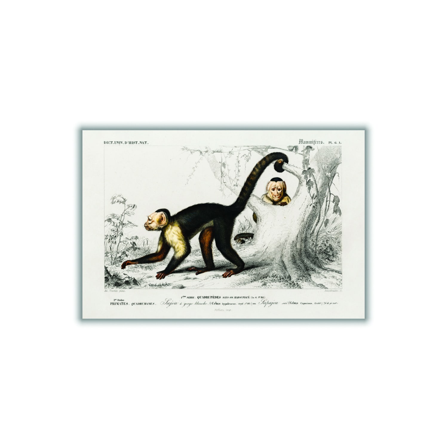 Brown White-Headed Capuchin Xxs Stanley Print House