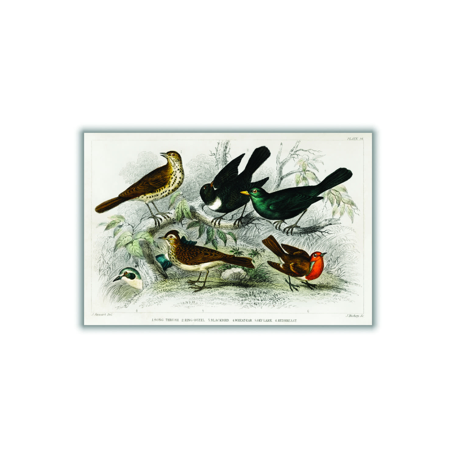 Various Birds A4 210 X 297Mm Stanley Print House