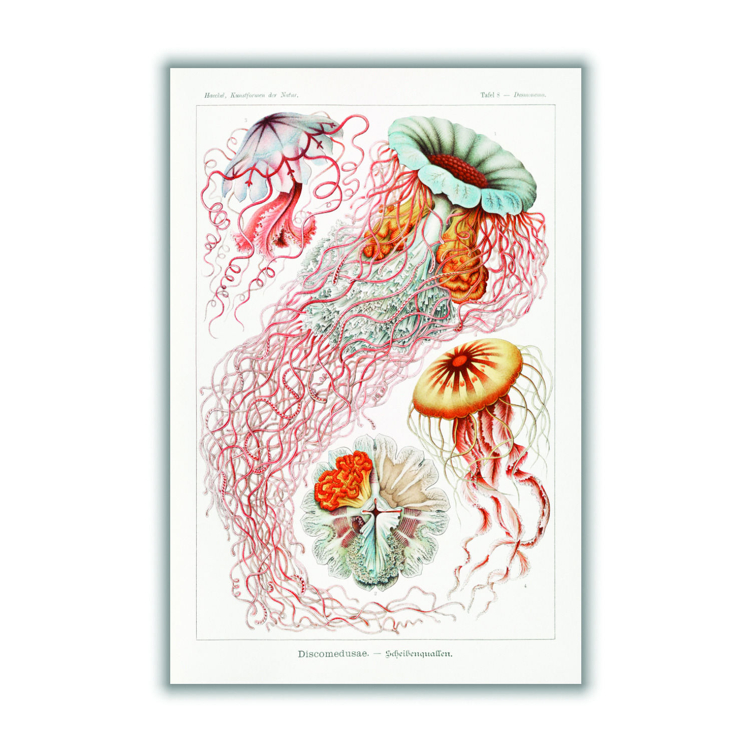 Yellow / Orange Discomedusae-Scheibenquallen Ii By Ernst Haeckel A4 210 X 297Mm Stanley Print House