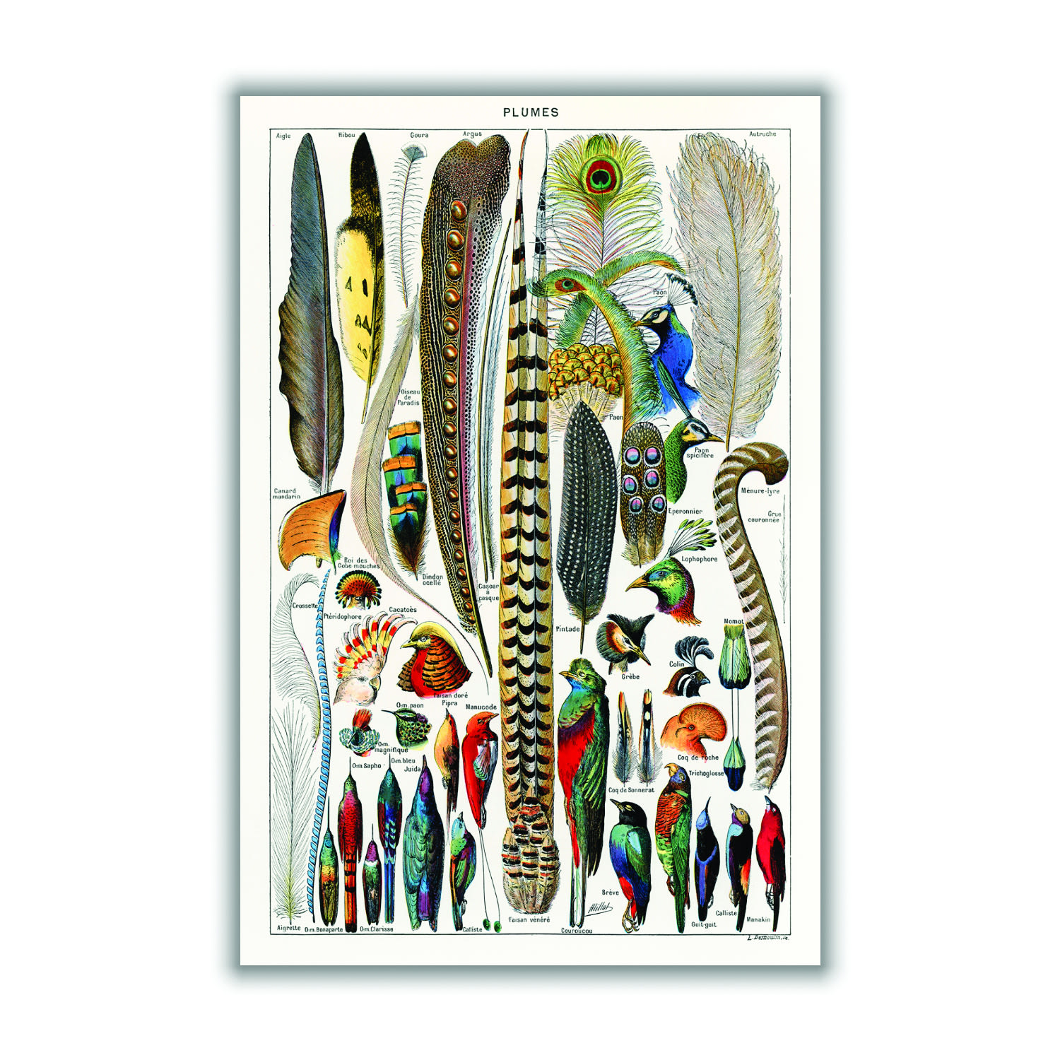 Feathers A2 420 X 594Mm Stanley Print House