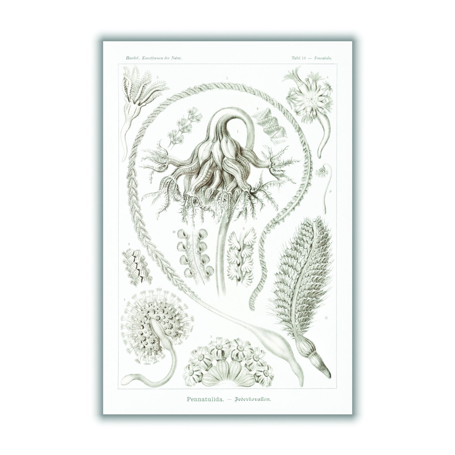 Neutrals Pennatulida-Federkorallen By Ernst Haeckel Extra Small Stanley Print House