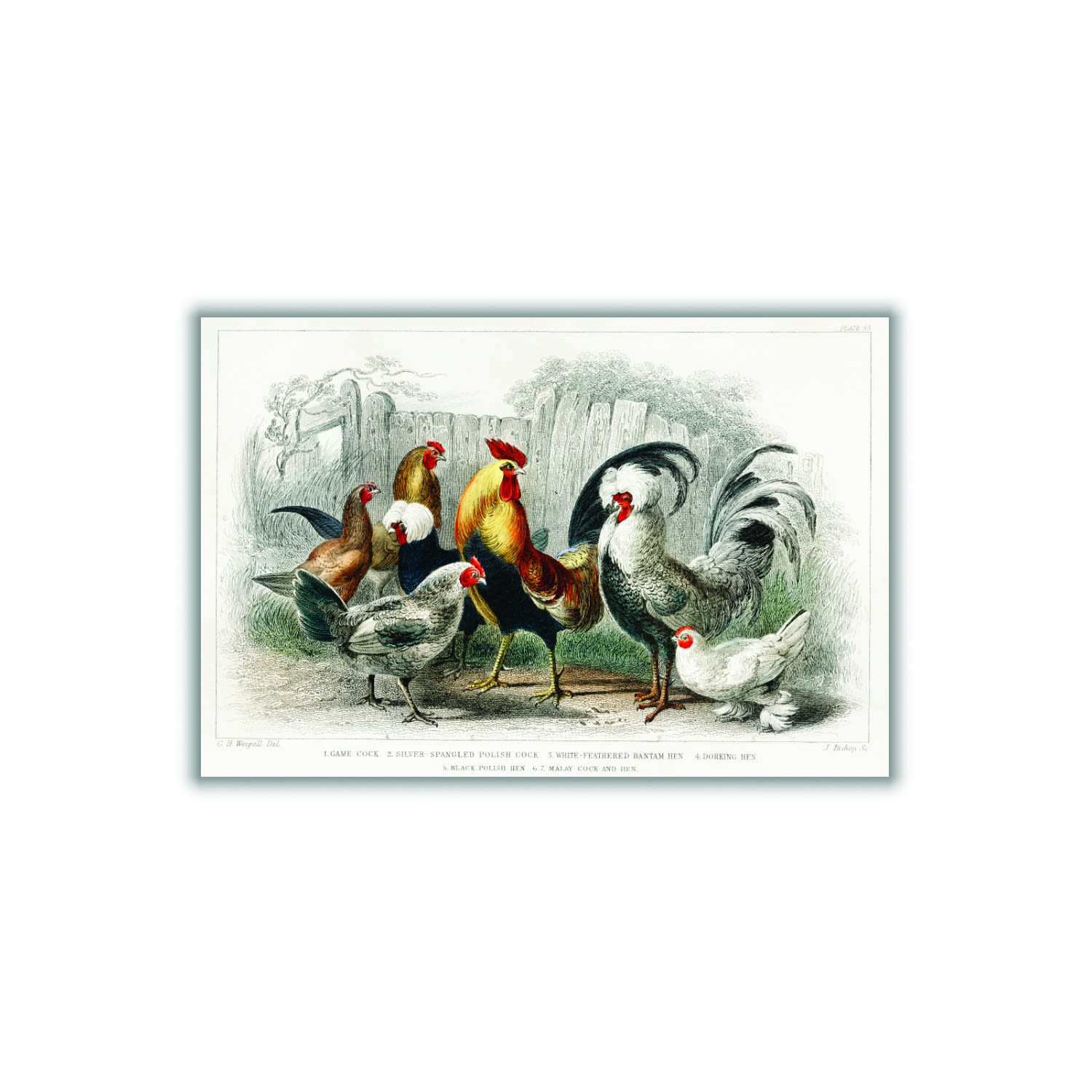 Cocks And Hens By Oliver Goldsmith - Multicolour A1 594 X 841Mm Stanley Print House