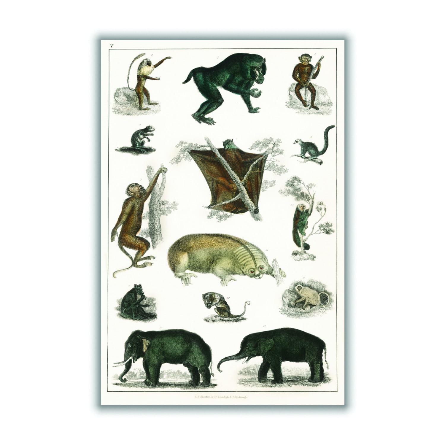 Grey Collection Of Wild Animals Print A3 297 X 420Mm Stanley Print House