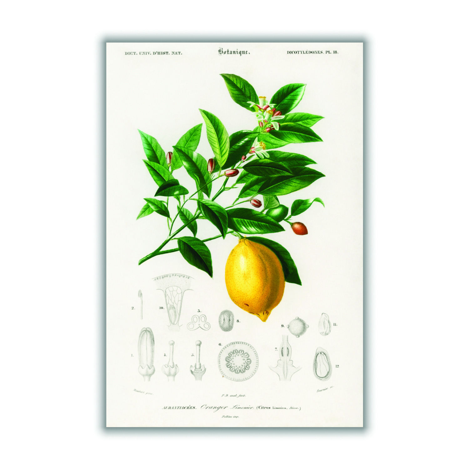 Lemon Illustration Medium Stanley Print House