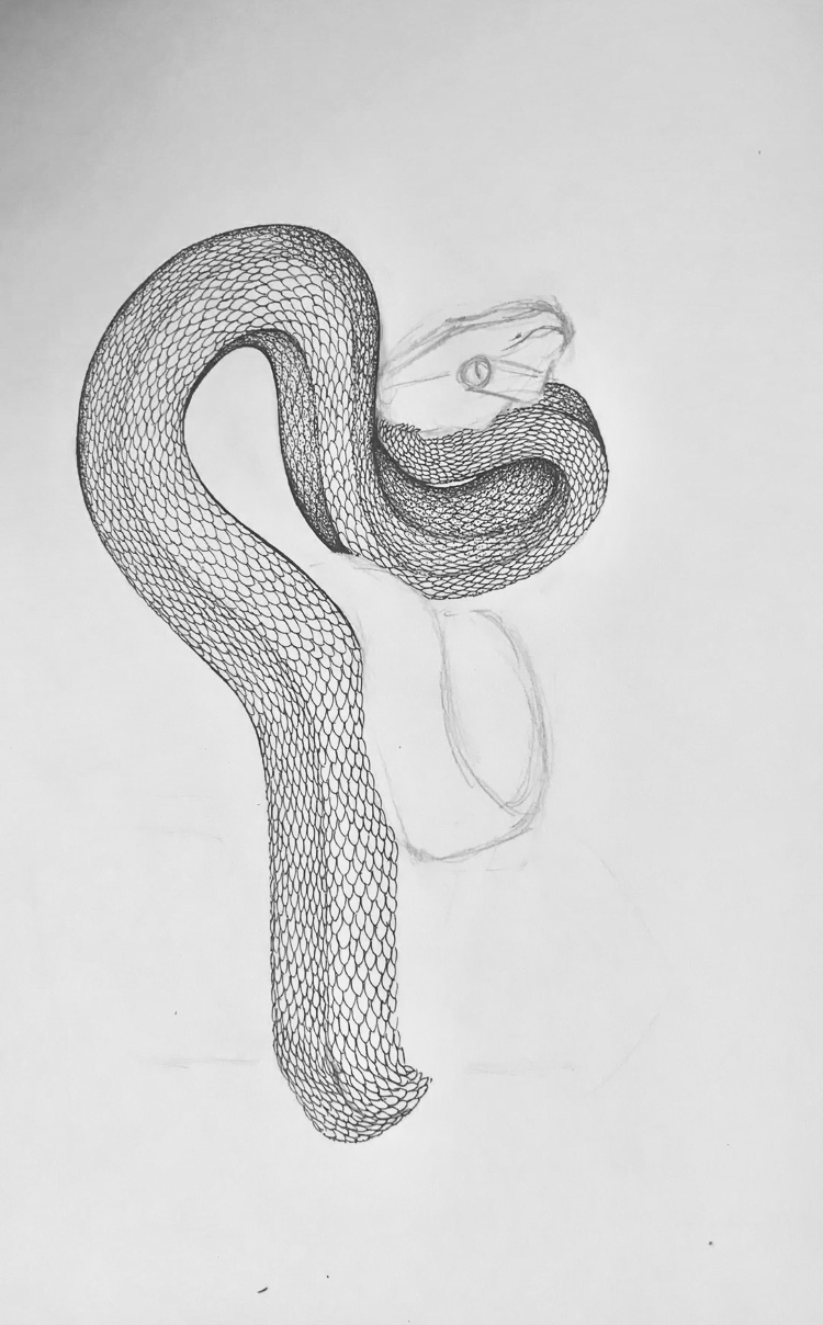 Snake Illustration With Emily Carter | Wolf & Badger