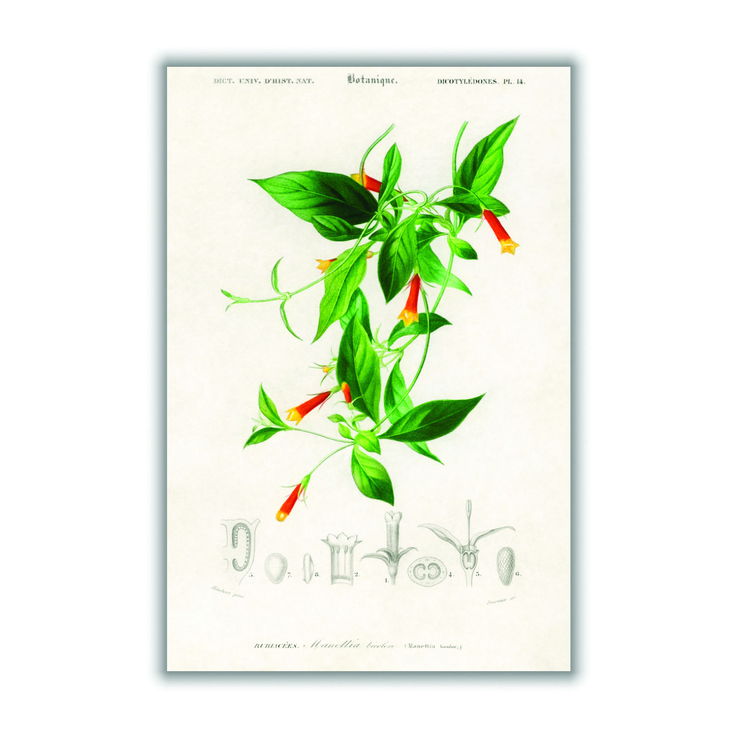 Candy Corn Vine Print - Green Small Stanley Print House