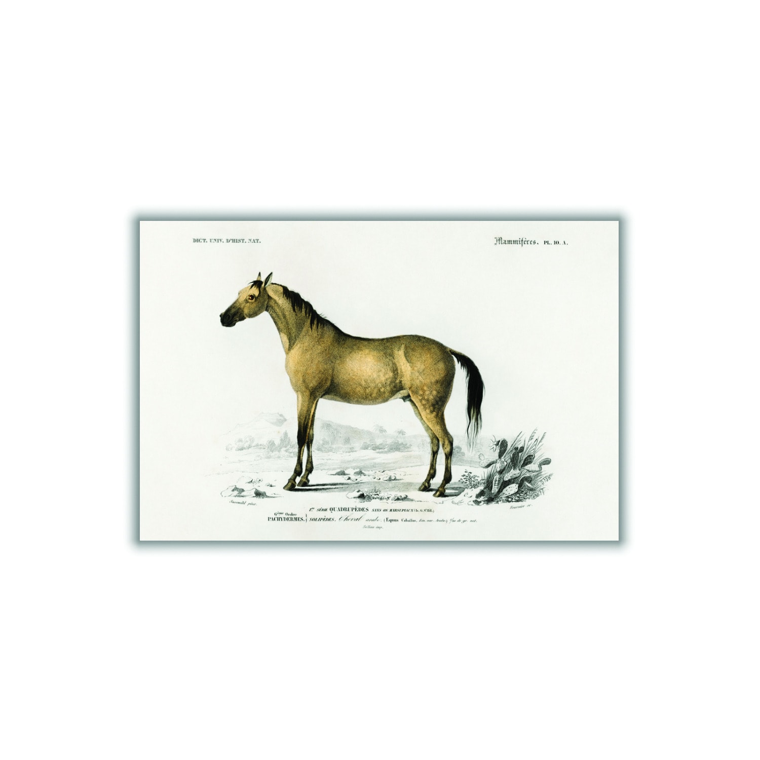 Gold Horse Extra Small Stanley Print House