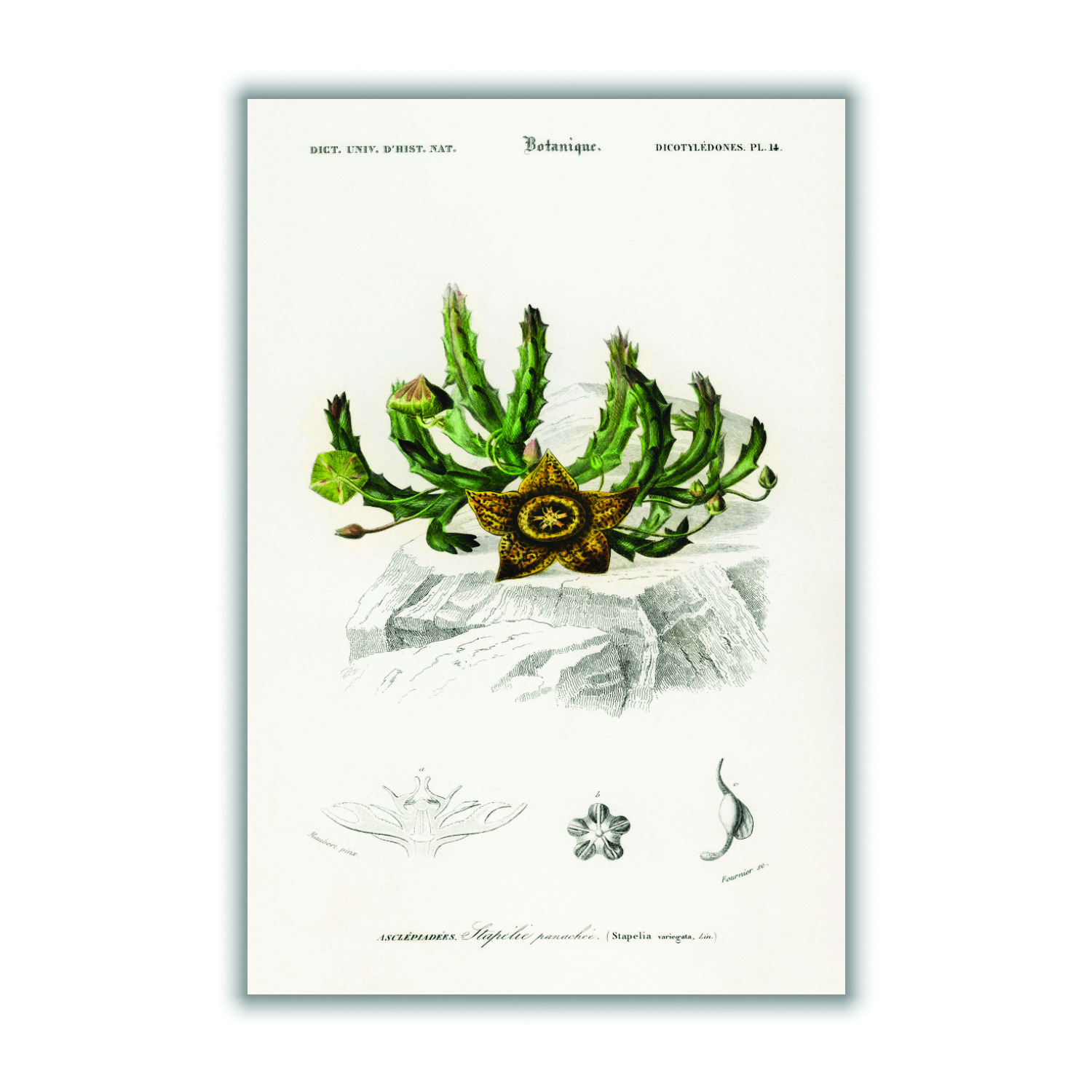 Green Carrion Flower Print Small Stanley Print House