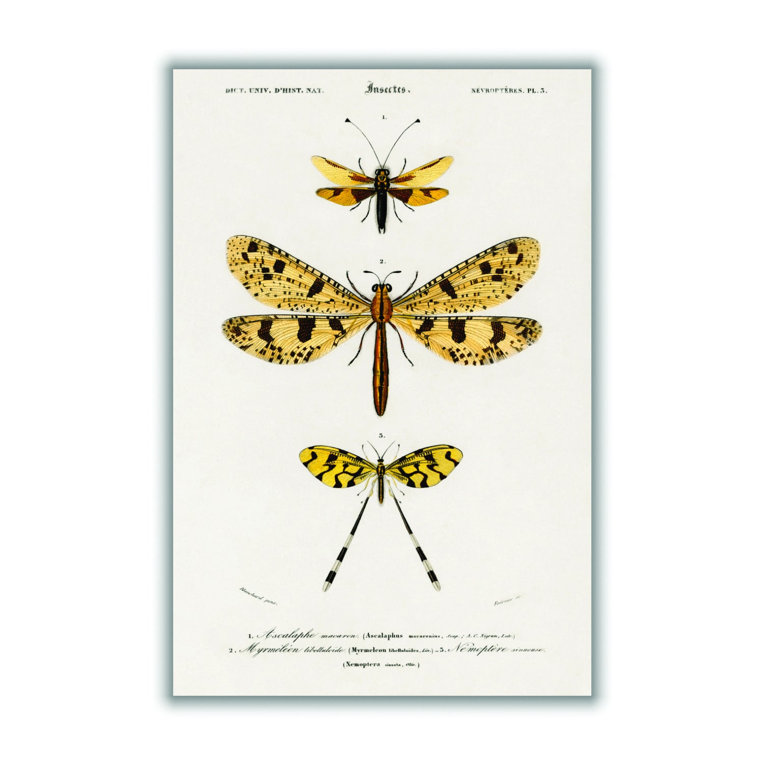 Yellow / Orange Collection Of Insects Ii Print A1 594 X 841Mm Stanley Print House