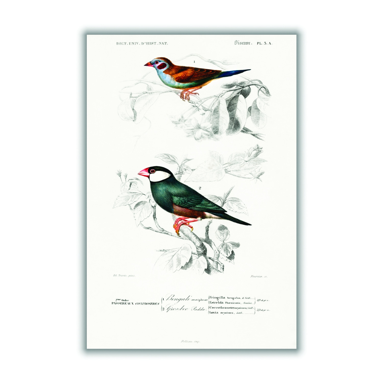 Red-Cheeked Cordonbleuand Java Sparrow Medium Stanley Print House