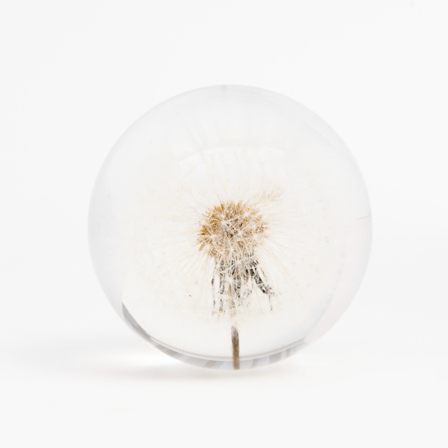 My Little Nature Neutrals Housewarming Gift - Real Dandelion Night Light - Dandelion Art-handmade Dandelion Table Lam