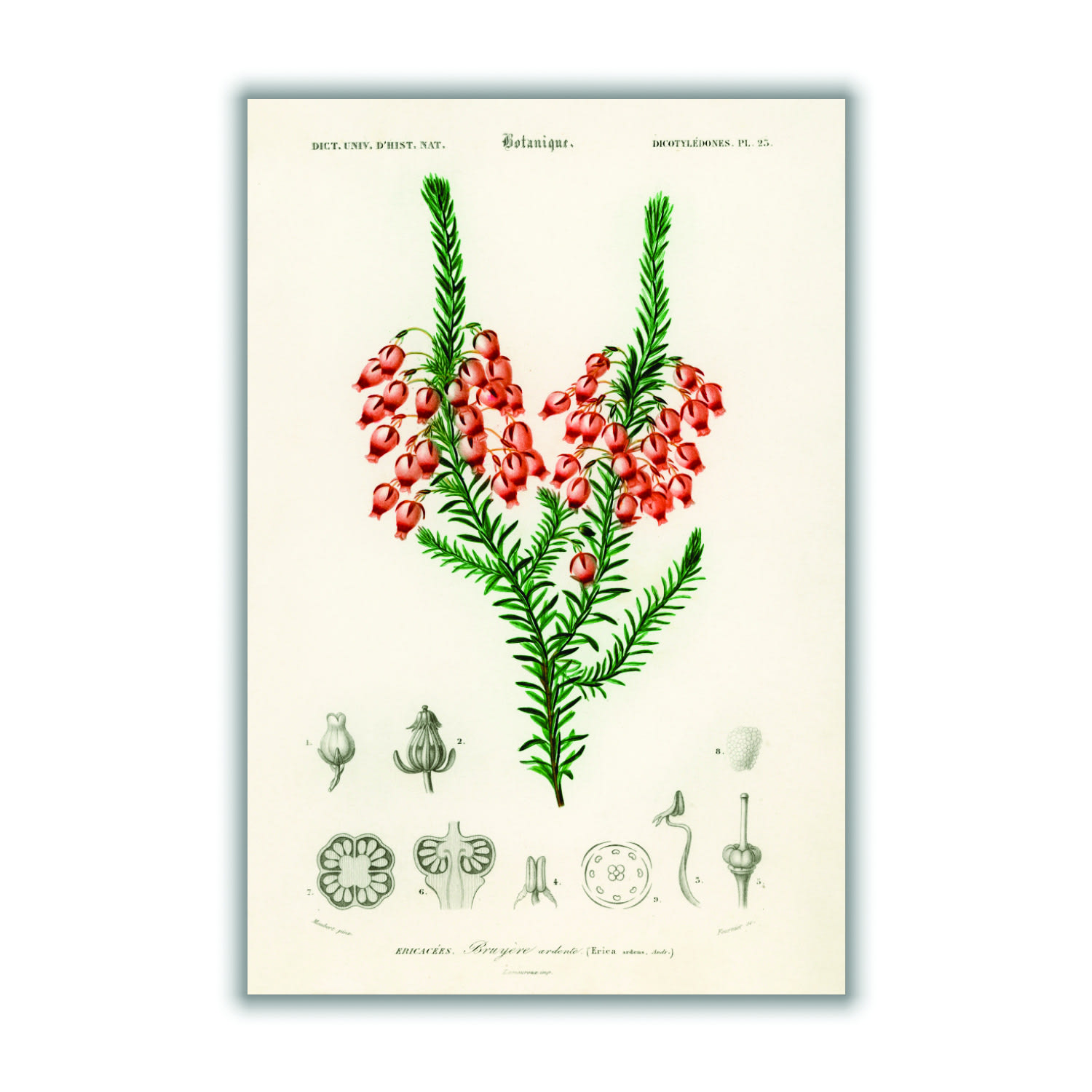 Erica Ardens Print Xxs Stanley Print House