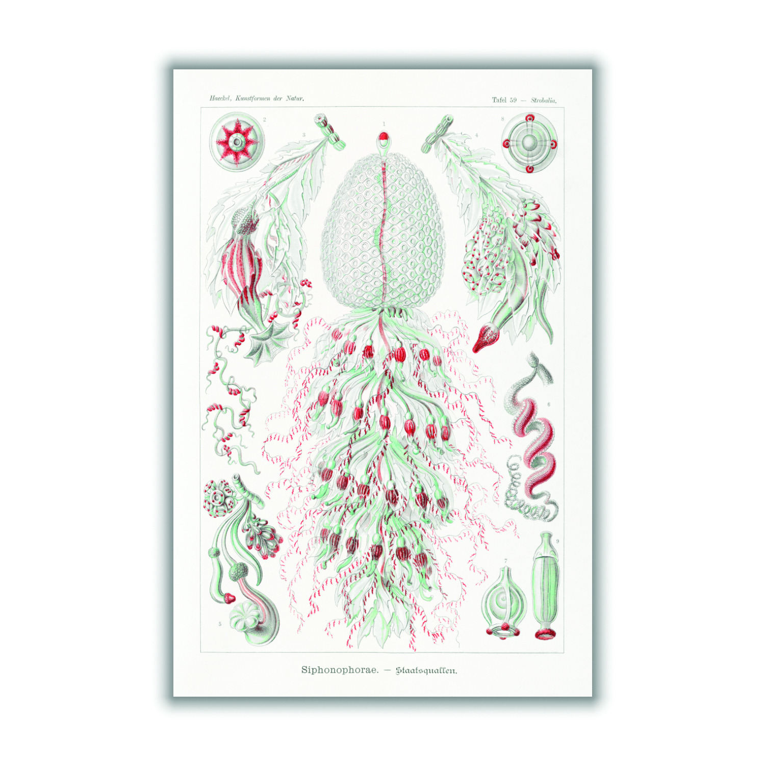 Red Siphonophorae-Staatsquallen Iiii By Ernst Haeckel A1 594 X 841Mm Stanley Print House