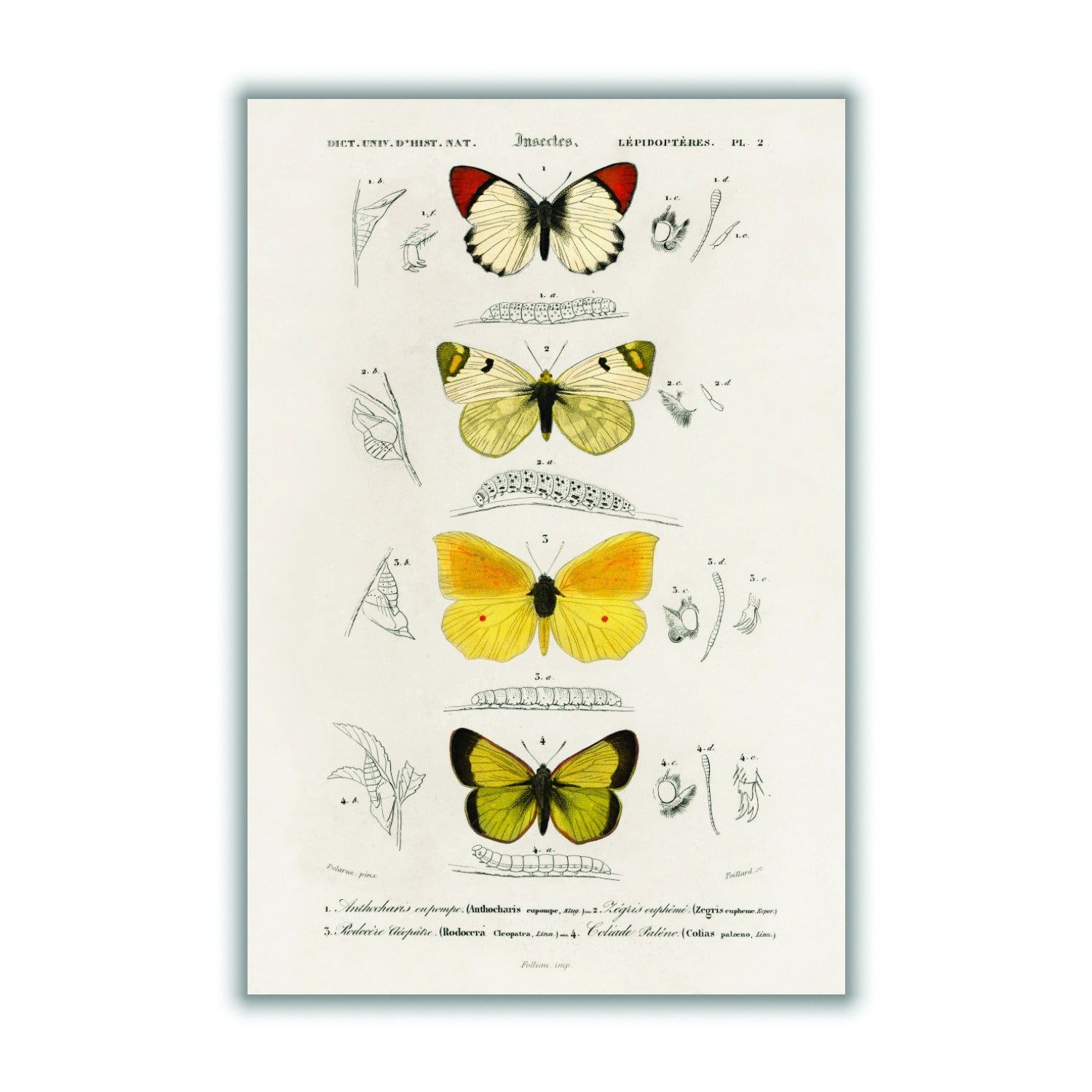 Gold Natural History Different Types Of Butterfly 4 A2 420 X 594Mm Stanley Print House