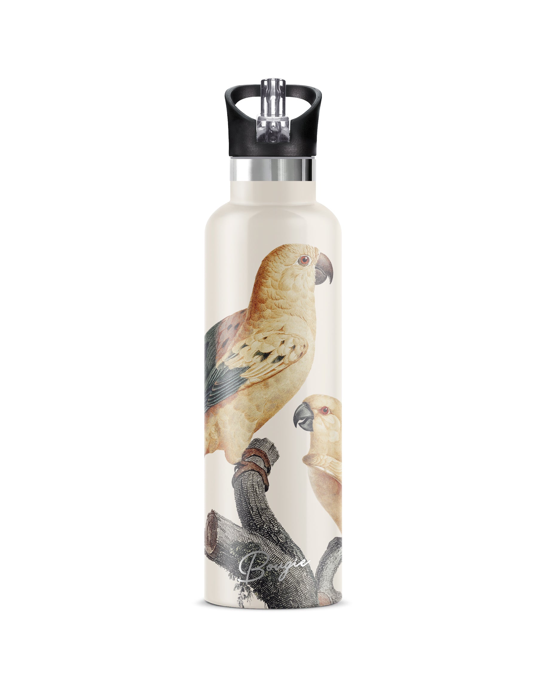 My Bougie Bottle Neutrals Perico Sun Parakeet Insulated Water Bottle Black Lid