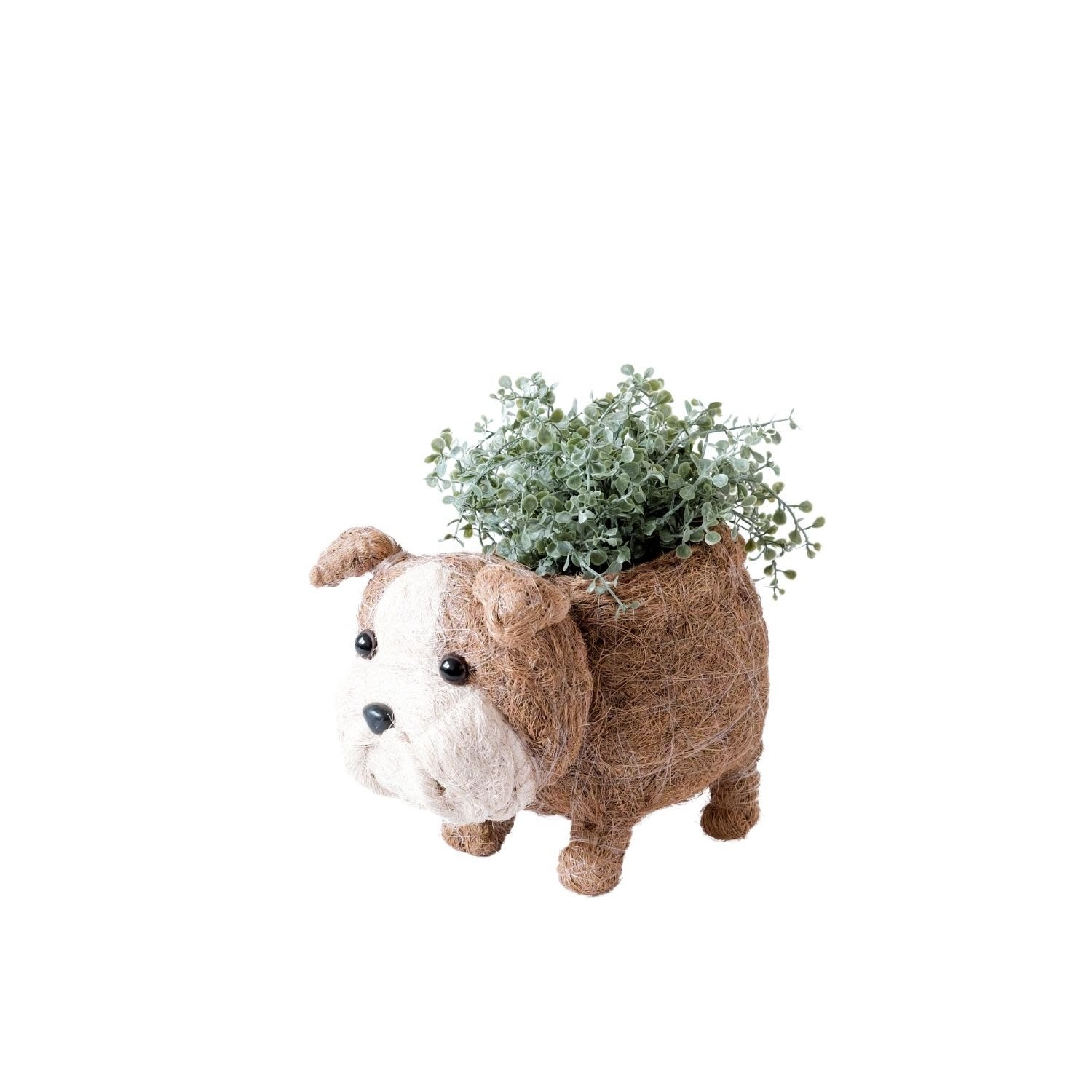 Likha Brown English Bulldog Planter - Coco Coir Pots Likhâ In Brown
