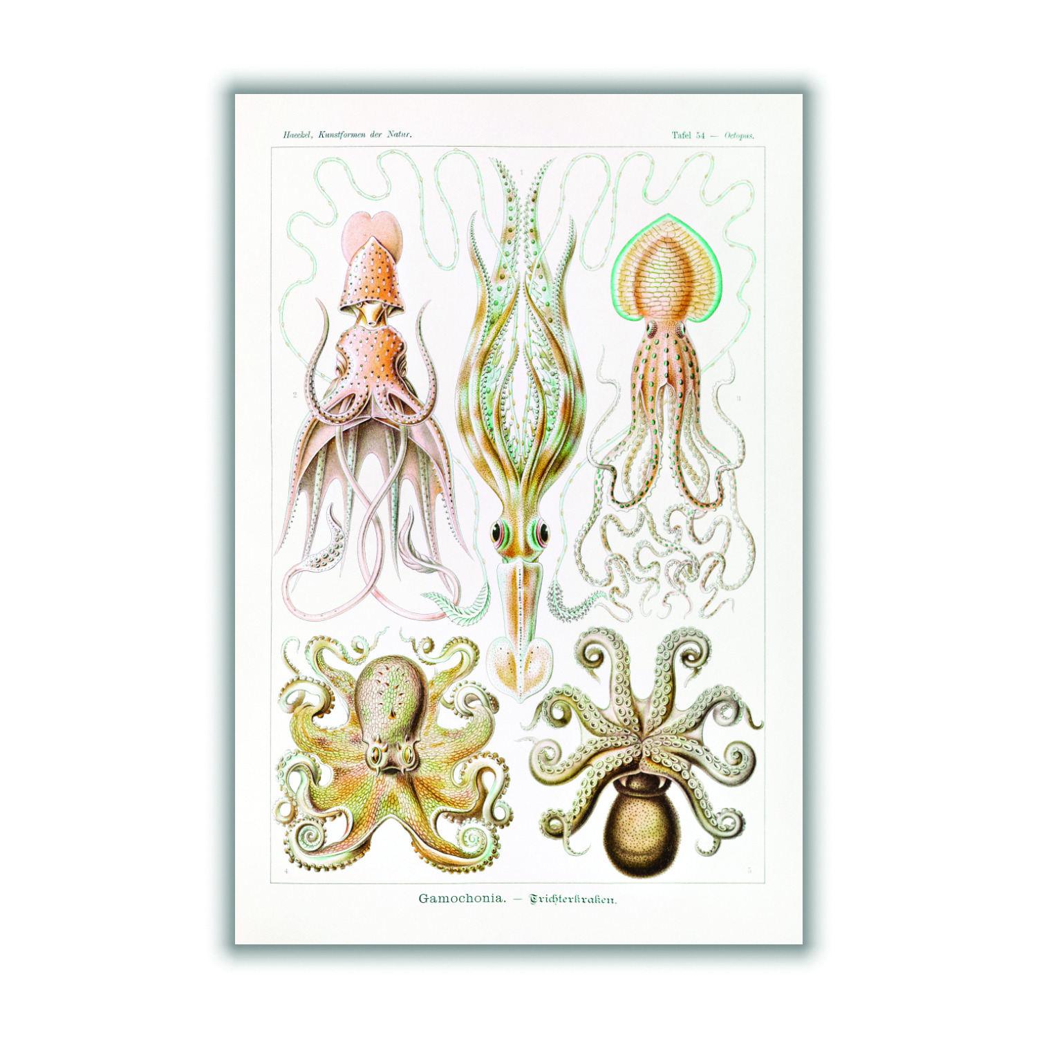 Yellow / Orange Gamochonia-Trichterkraken By Ernst Haeckel A4 210 X 297Mm Stanley Print House