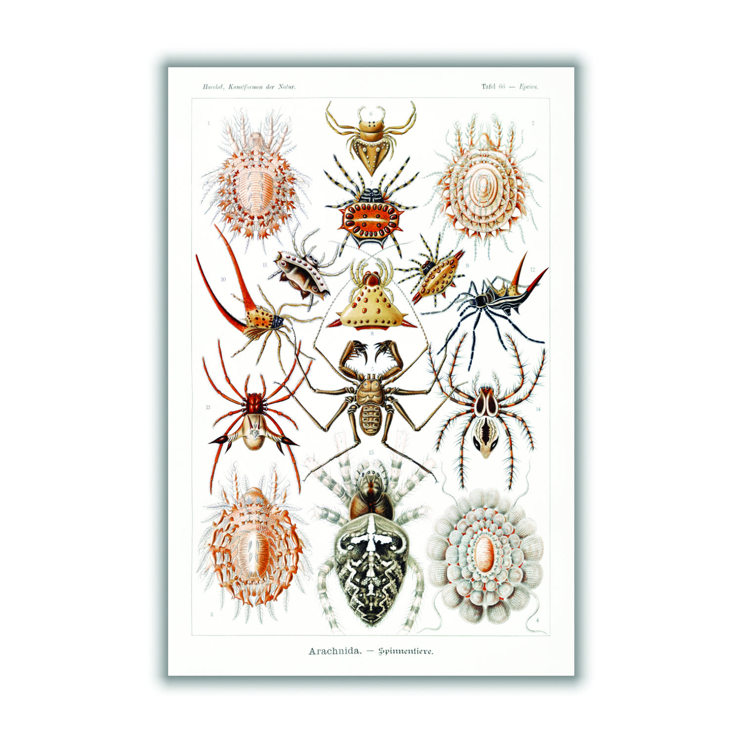 Arachnida-Spinnentiere By Ernst Haeckel Xxs Stanley Print House