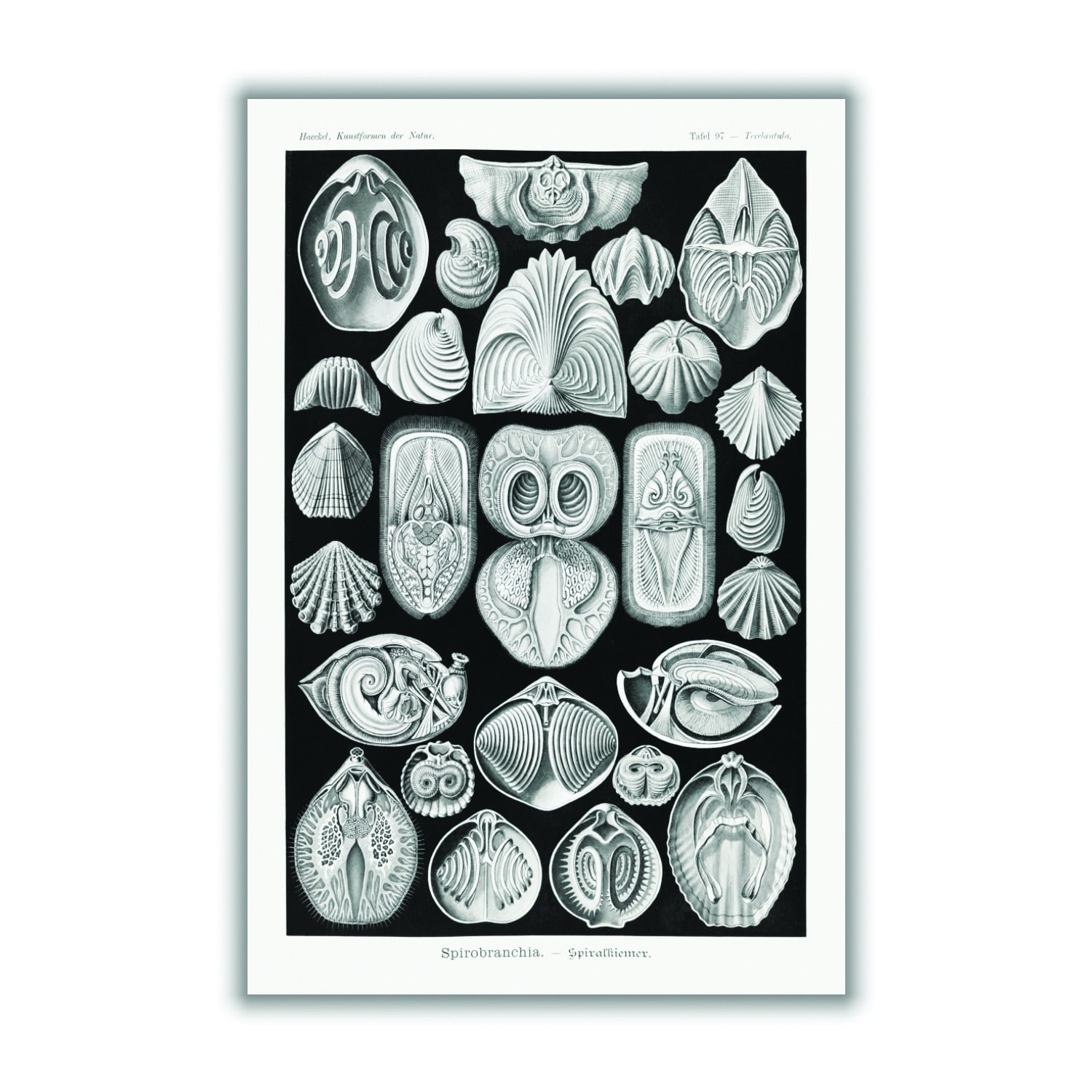 Grey Spirobranchia-Spiralkiemer By Ernst Haeckel Small Stanley Print House